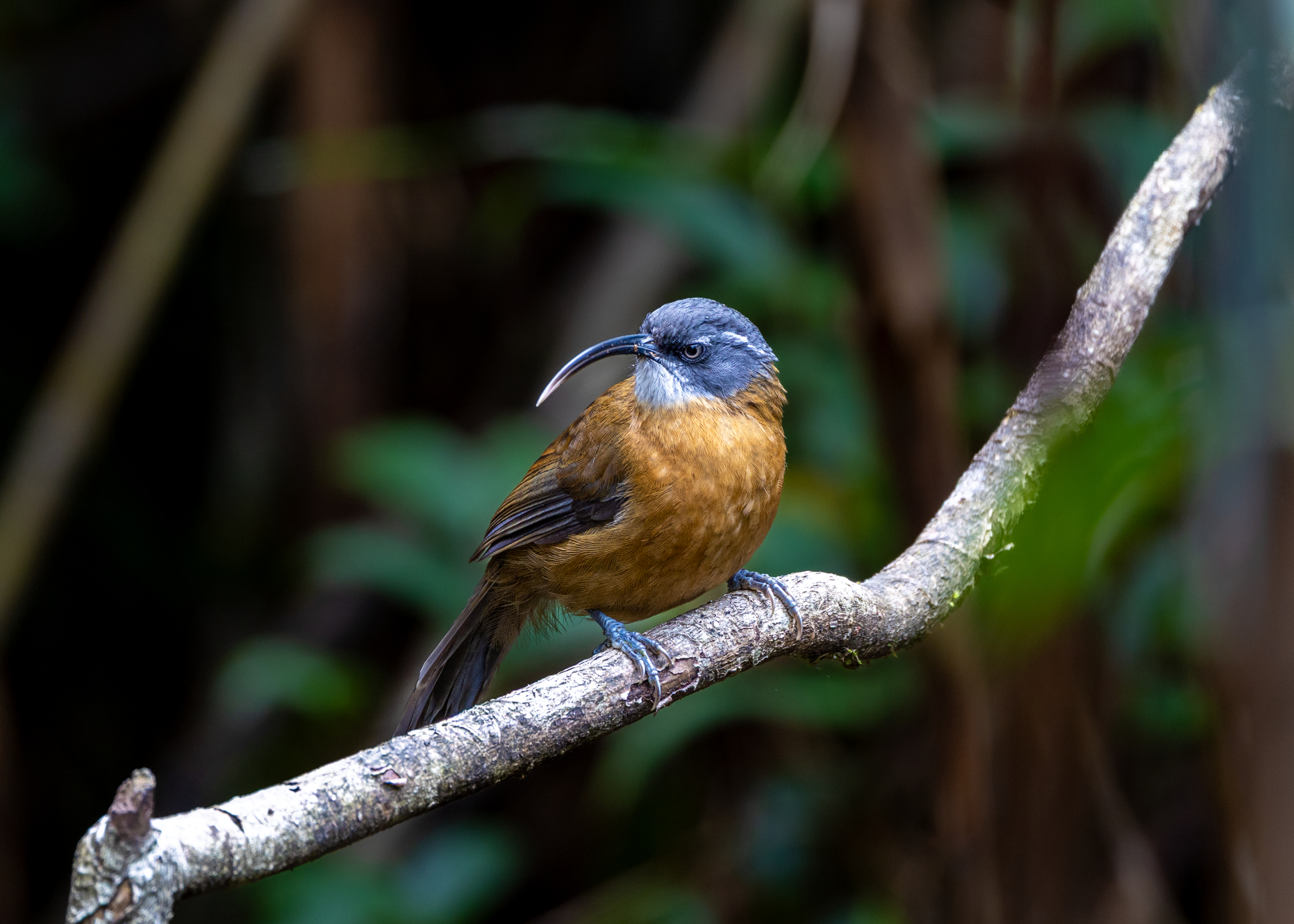 Hành trình gian nan săn chim quý hiếm trên đỉnh Fansipan - Ảnh 3.