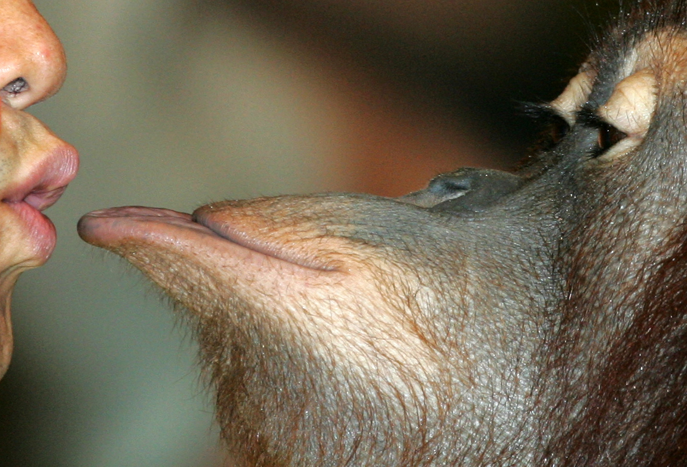 Nụ hôn đầu tiên được ghi nhận cách đây 20 triệu năm, không phải ở người - Ảnh 1.