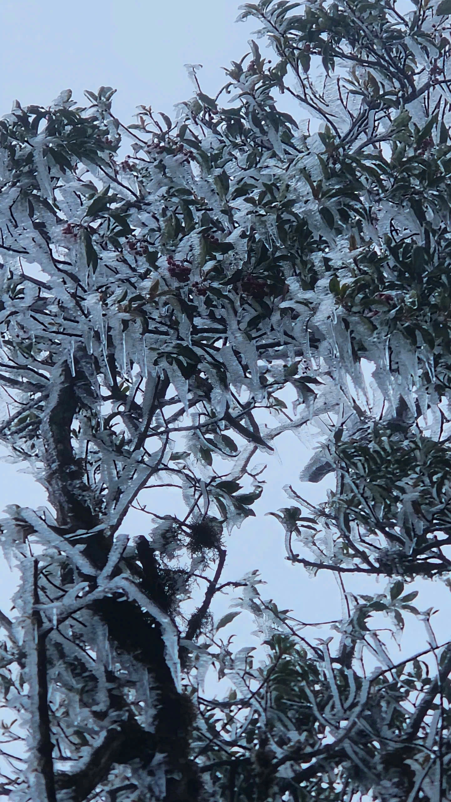 Băng giá xuất hiện trên đường lên đỉnh Tà Xùa- Ảnh 1.