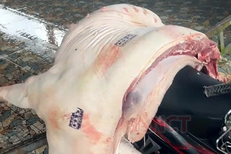 Vụ bán thịt nhiễm dịch tả heo châu Phi ở chợ: Bắt 3 cán bộ thú y - Ảnh 1.