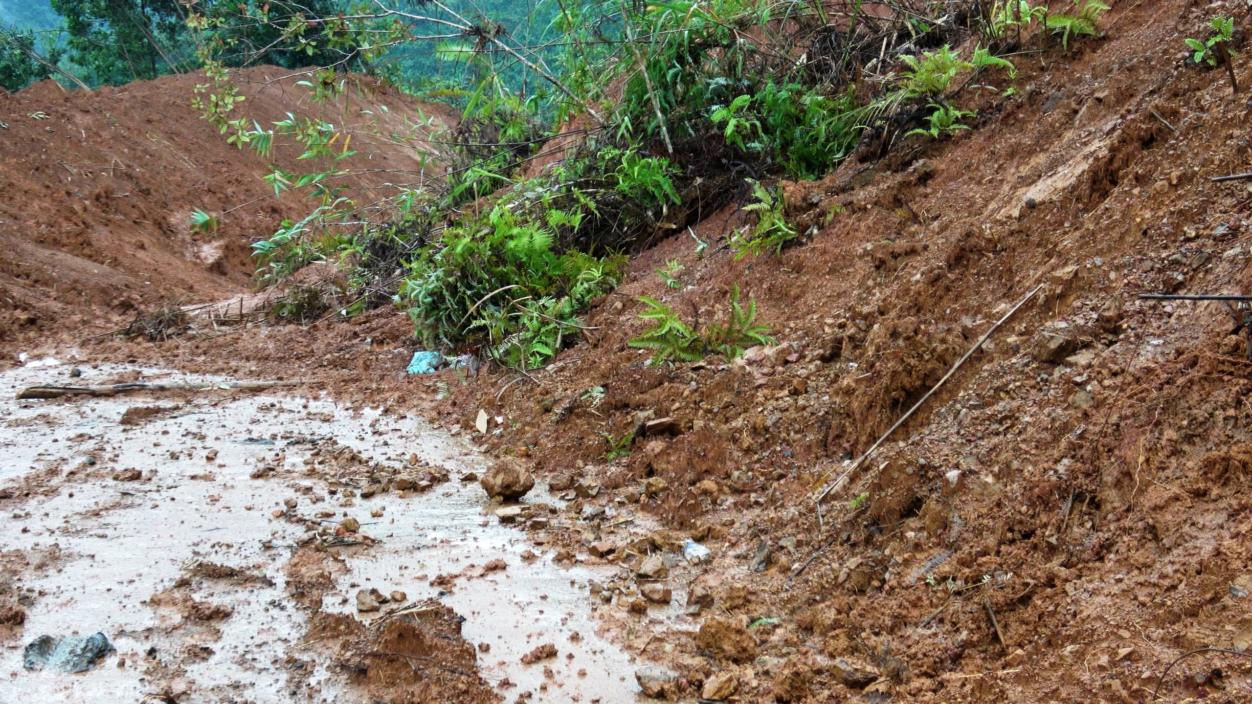 Sạt lở 'bủa vây' vùng cao TP.Đà Nẵng: Xuất hiện sụt lún nghiêm trọng dài 200 m- Ảnh 3.