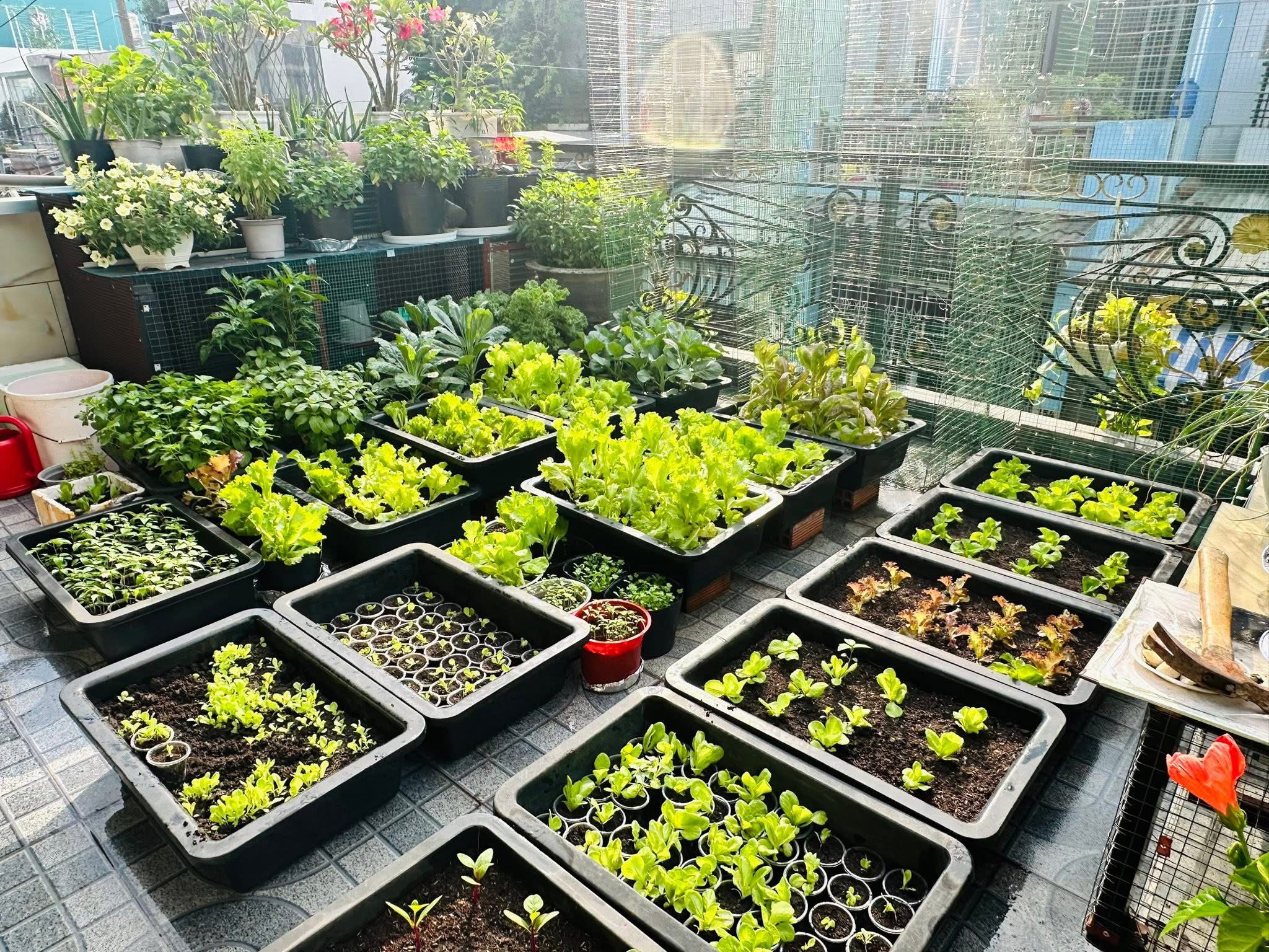 Vườn rau sân thượng xanh mướt ở TP . HCM của anh Hùng với Bí quyết từ bã đậu nành và cá - Ảnh 1. Vườn rau sân thượng xanh mướt ở TP . HCM của anh Hùng với Bí quyết từ bã đậu nành và cá - Ảnh 1.