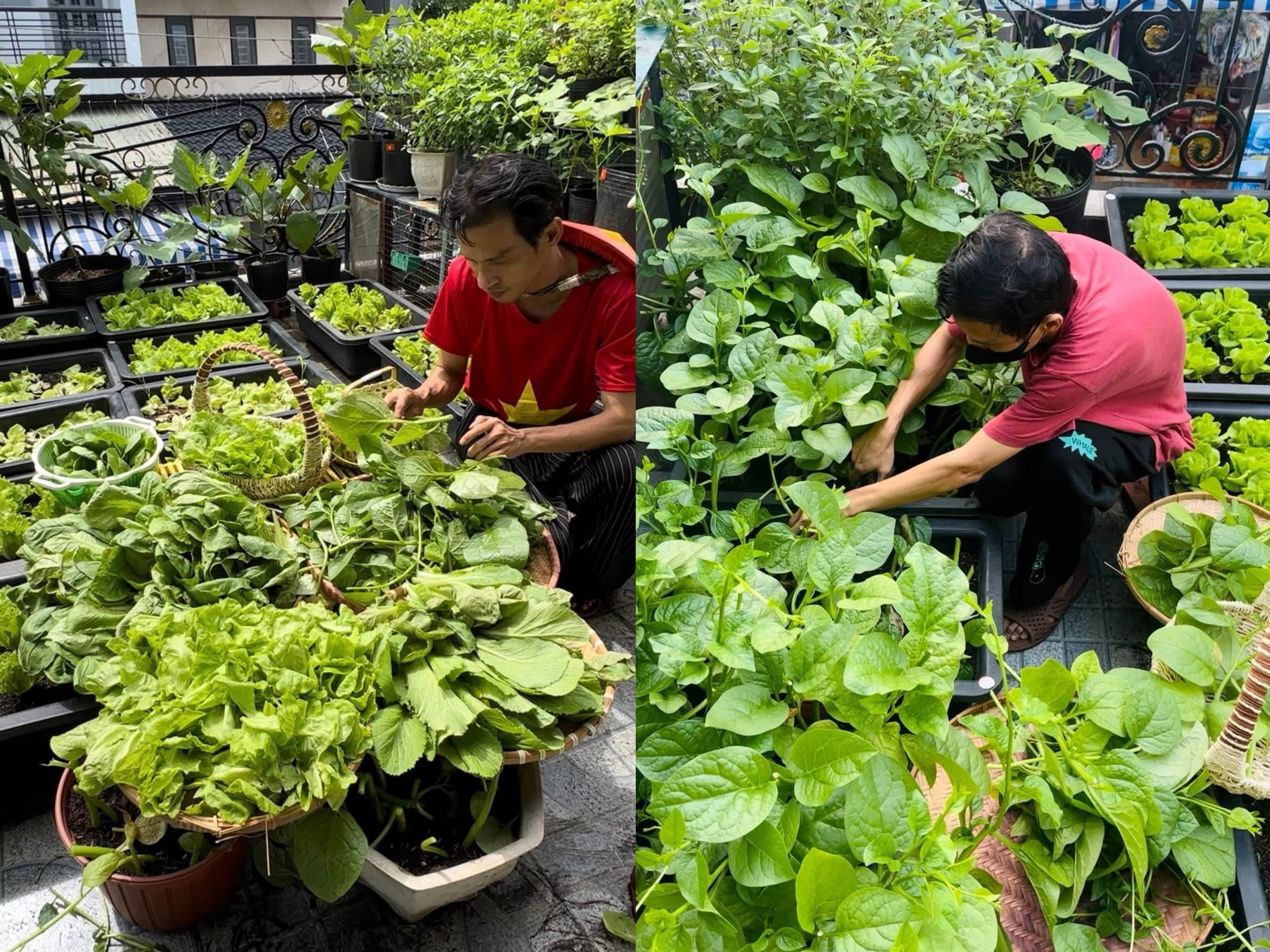 Vườn rau sân thượng xanh mướt ở TP . HCM của anh Hùng với Bí quyết từ bã đậu nành và cá - Ảnh 4. Vườn rau sân thượng xanh mướt ở TP . HCM của anh Hùng với Bí quyết từ bã đậu nành và cá - Ảnh 4.