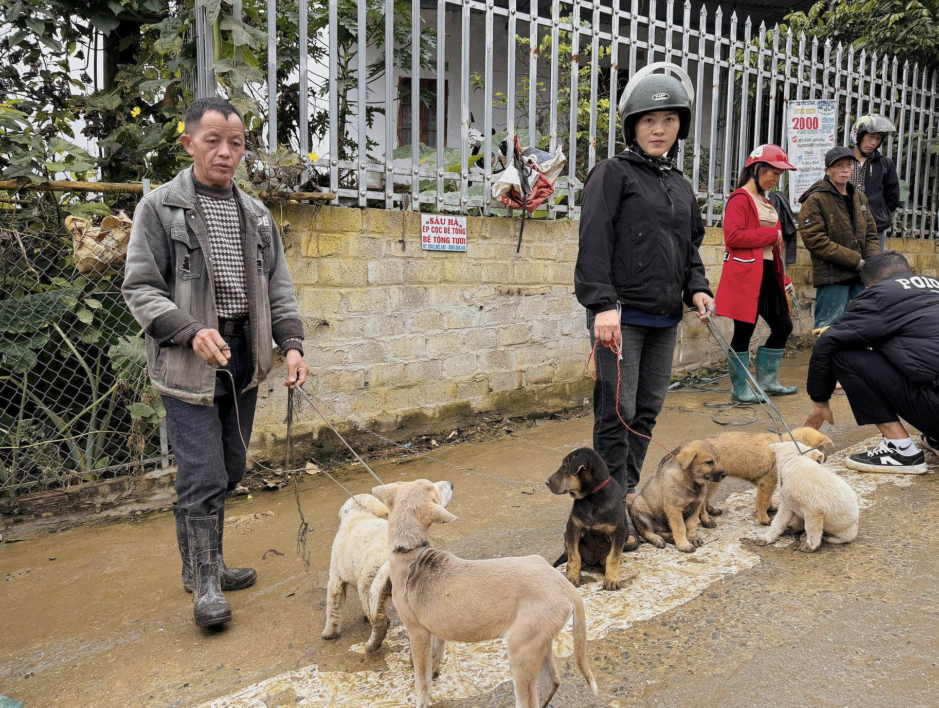 ផ្សារឆ្កែ Bac Ha អ៊ូអរពេលភ្លៀងធ្លាក់ - រូបថត ៤. Chợ chó Bắc Hà tấp nập trong mưa rét- Ảnh 4.