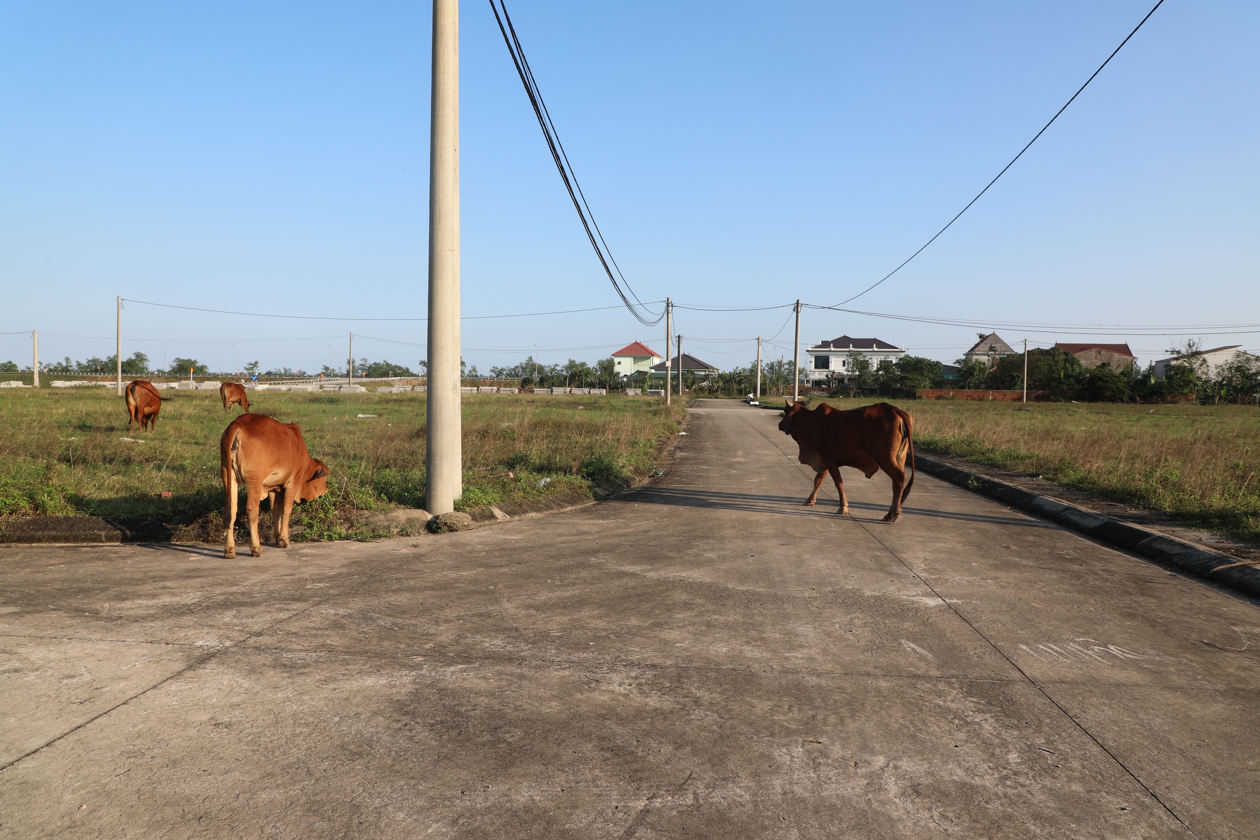 Khu tái định cư thành bãi chăn bò, dân mỏi mòn chờ nơi ở - Ảnh 3.