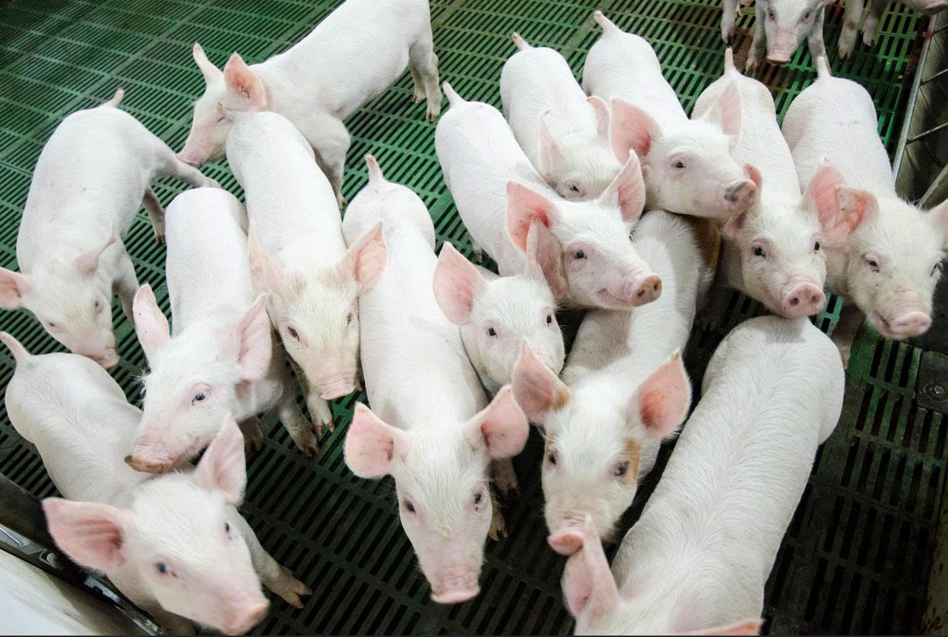 Nông nghiệp Hòa Phát lần đầu chào bán 30 triệu cổ phiếu ra công chúng- Ảnh 1.