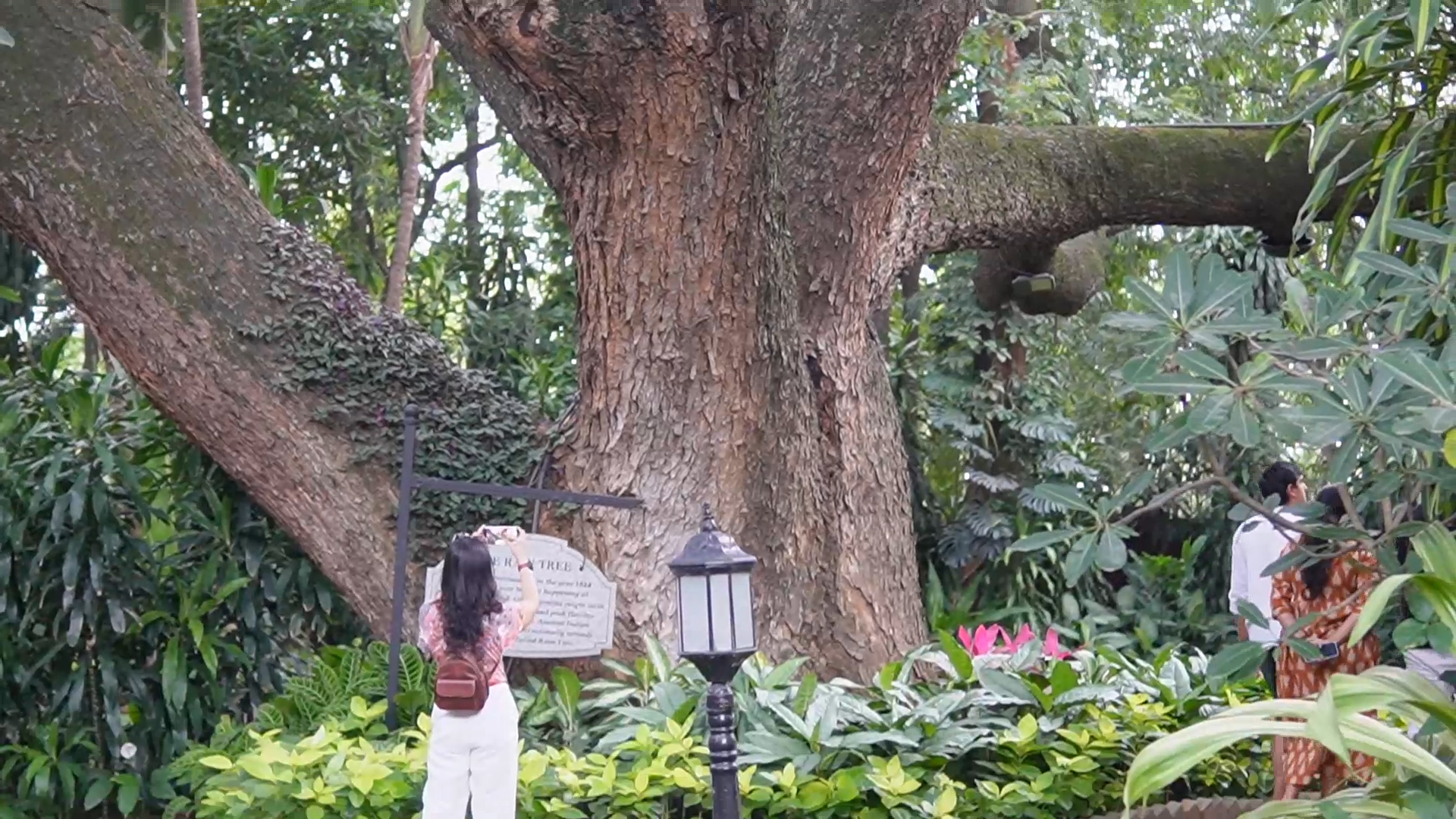 Taj West End: Di sản xanh hơn 1 thế kỷ giữa lòng Bangalore | Xin chào Ấn Độ - P9 - Ảnh 3. Taj West End: Di sản xanh hơn 1 thế kỷ giữa lòng Bangalore | Xin chào Ấn Độ - P9 - Ảnh 3.