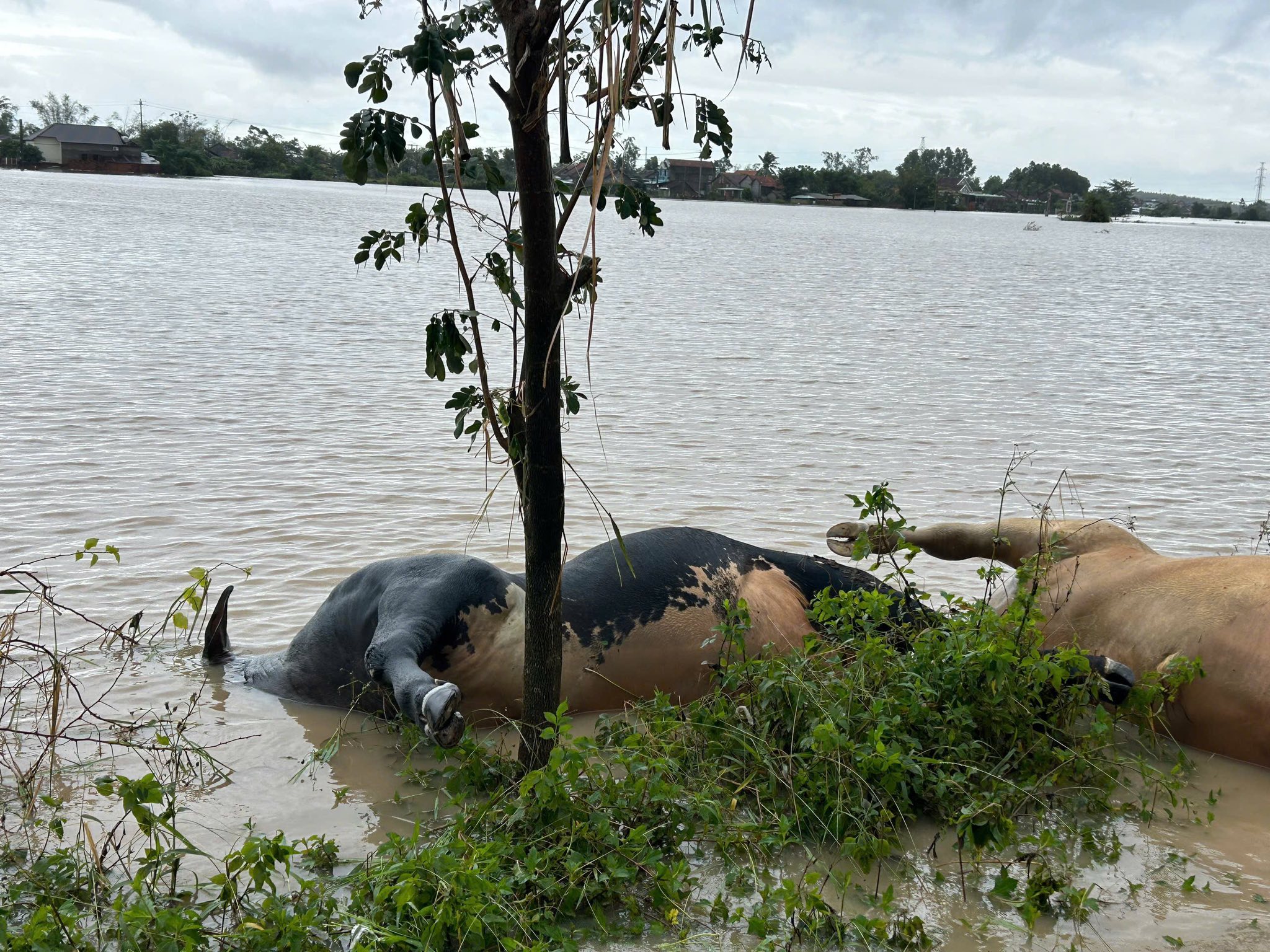 Cứu trợ ngập lụt Phú Yên cũ, người dân đói lả xin cơm, nước uống- Ảnh 3.