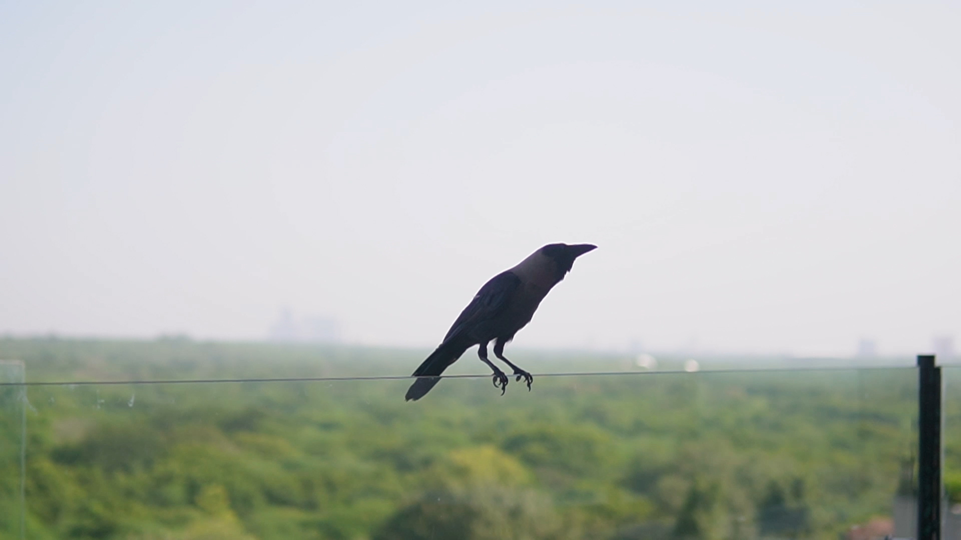 Cái nhìn khác về Delhi - nơi rừng cây trong lòng thành phố | Xin chào Ấn Độ - P1 - Ảnh 2. Cái nhìn khác về Delhi - nơi rừng cây trong lòng thành phố | Xin chào Ấn Độ - P1 - Ảnh 2.