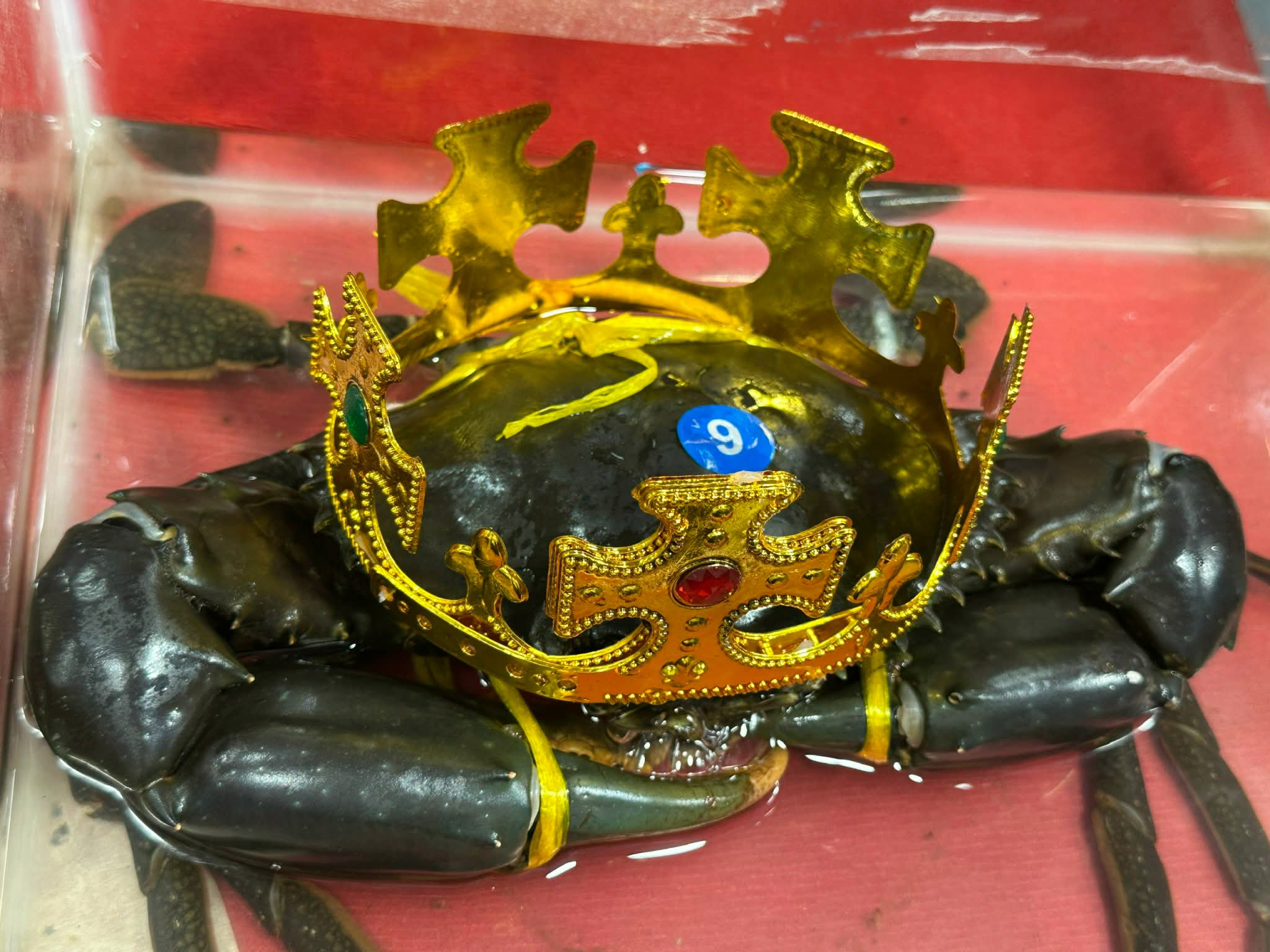 Tìm được 'vua cua' để xác lập kỷ lục cua lớn nhất Việt Nam- Ảnh 1. Tìm được 'vua cua' để xác lập kỷ lục cua lớn nhất Việt Nam- Ảnh 1.