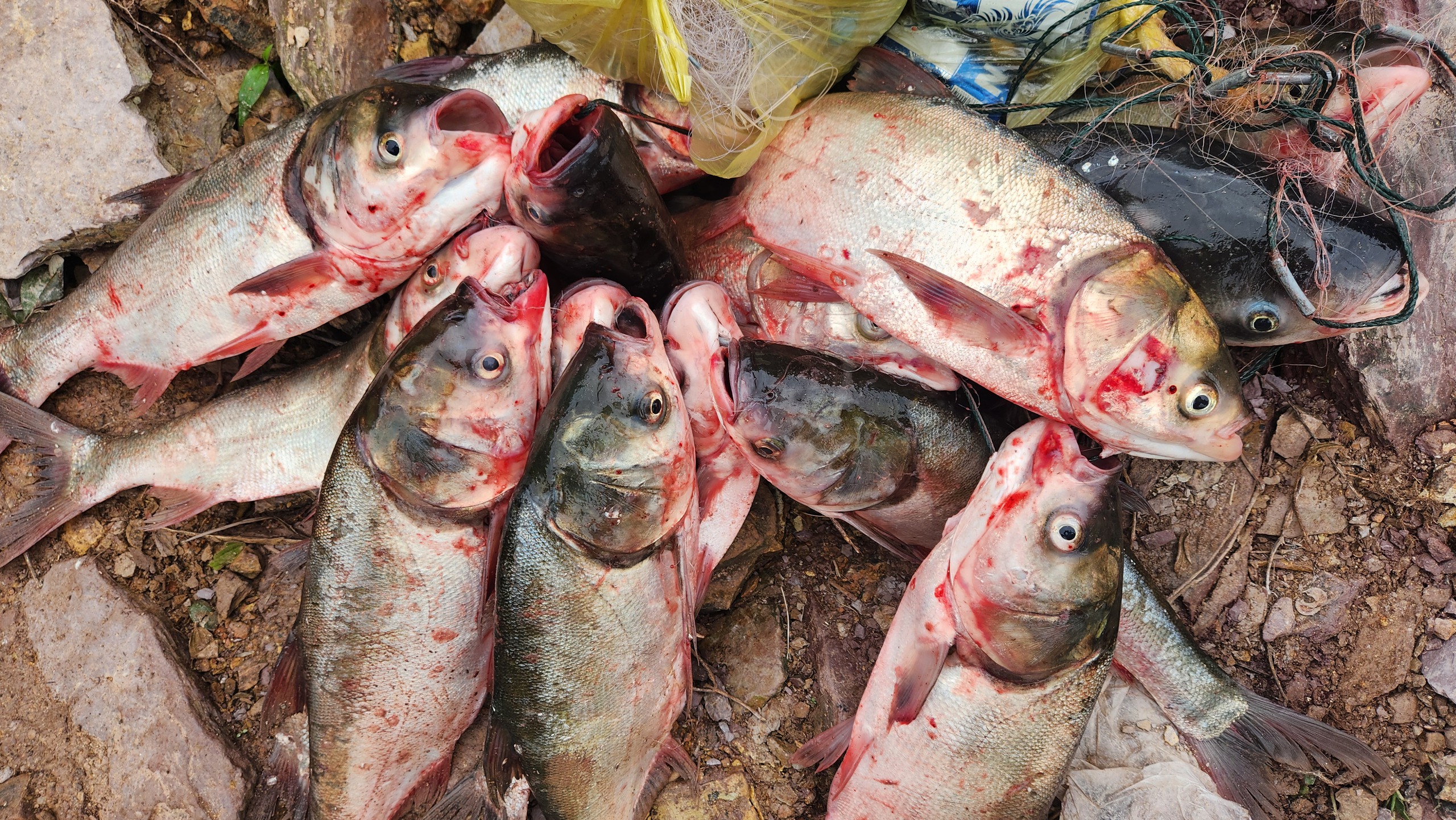 Người dân bắt được cá leo dài cả mét dưới tràn hồ Kẻ Gỗ- Ảnh 7.