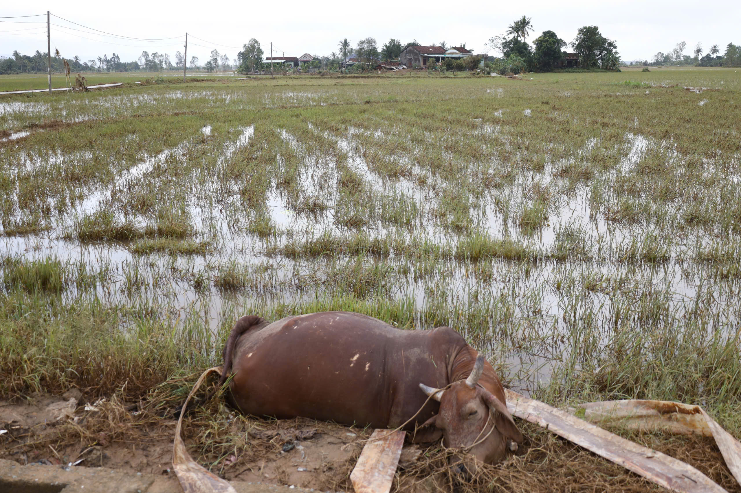 Rốn lũ Phú Yên cũ gượng dậy giữa đổ nát sau ngập lụt lịch sử- Ảnh 15.