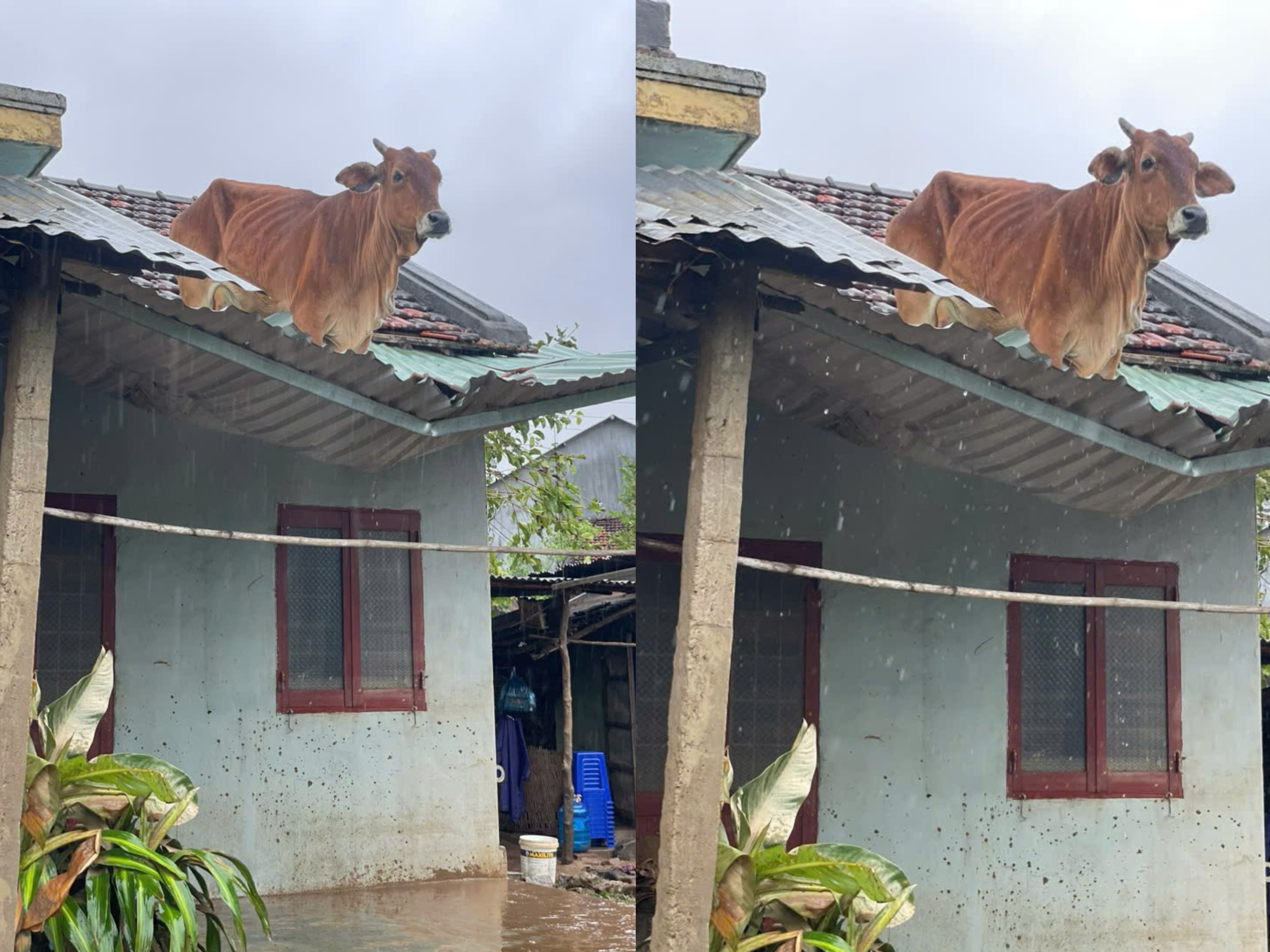 Clip bò đứng trên mái nhà sau mưa lũ ở Đắk Lắk: Chủ đã đến đón về
- Ảnh 1.