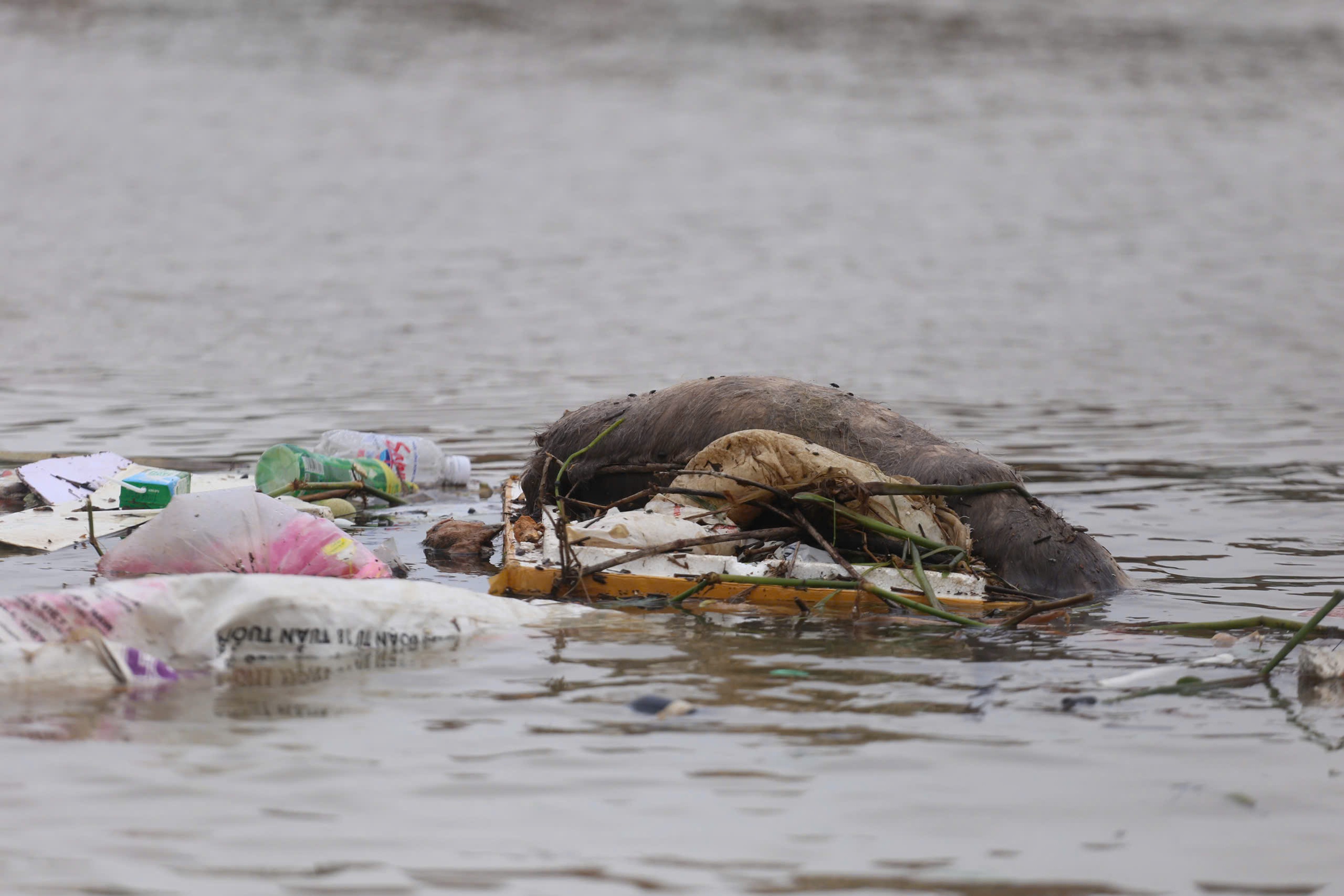 'Rốn lũ' Hòa Xuân ở Phú Yên cũ: Nhiều nơi vẫn ngập, cần cứu trợ khẩn cấp- Ảnh 8.