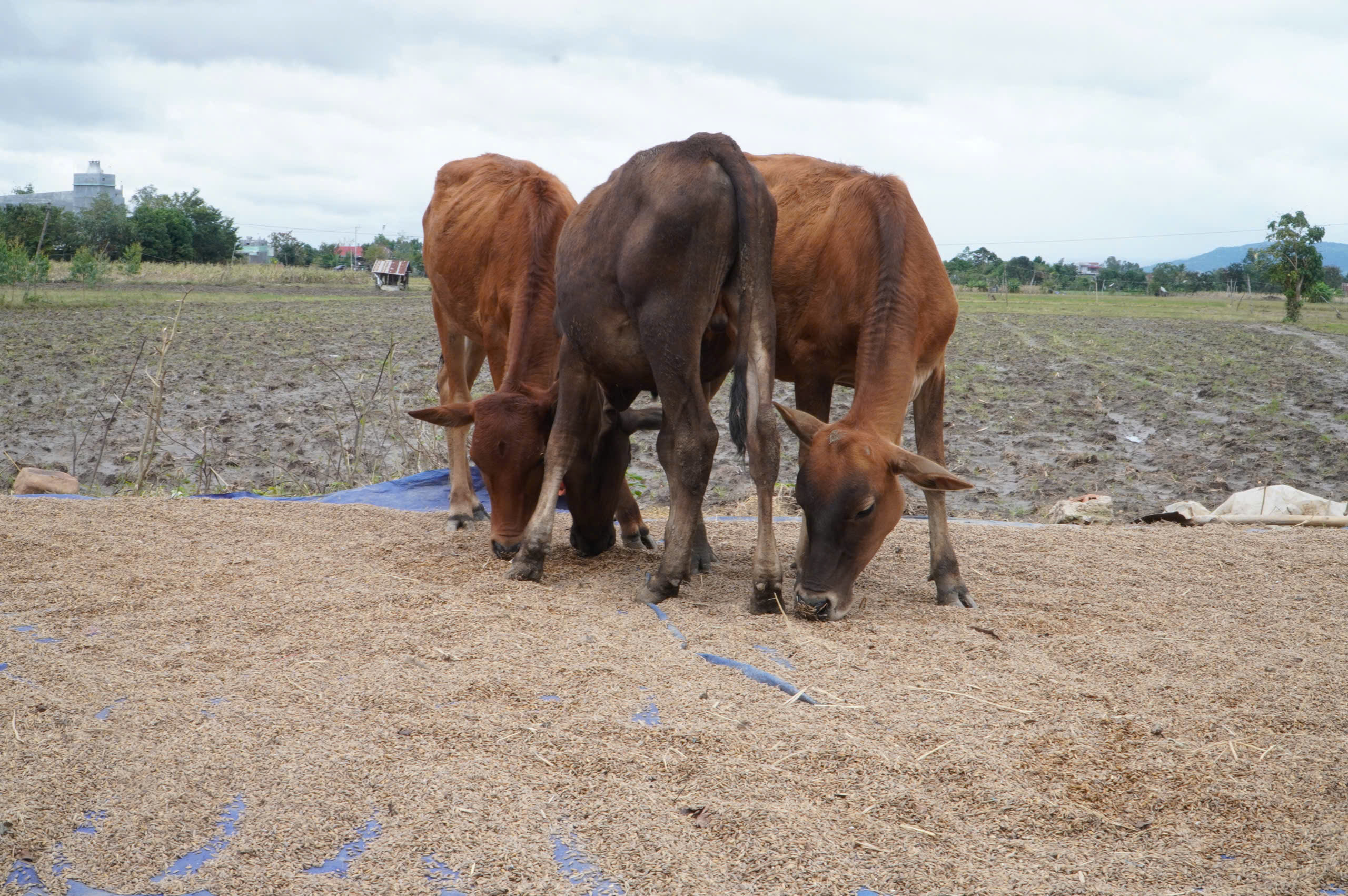 Ngập lụt miền Trung: 'Mai con đi học lại, mà không có sách vở'- Ảnh 3.