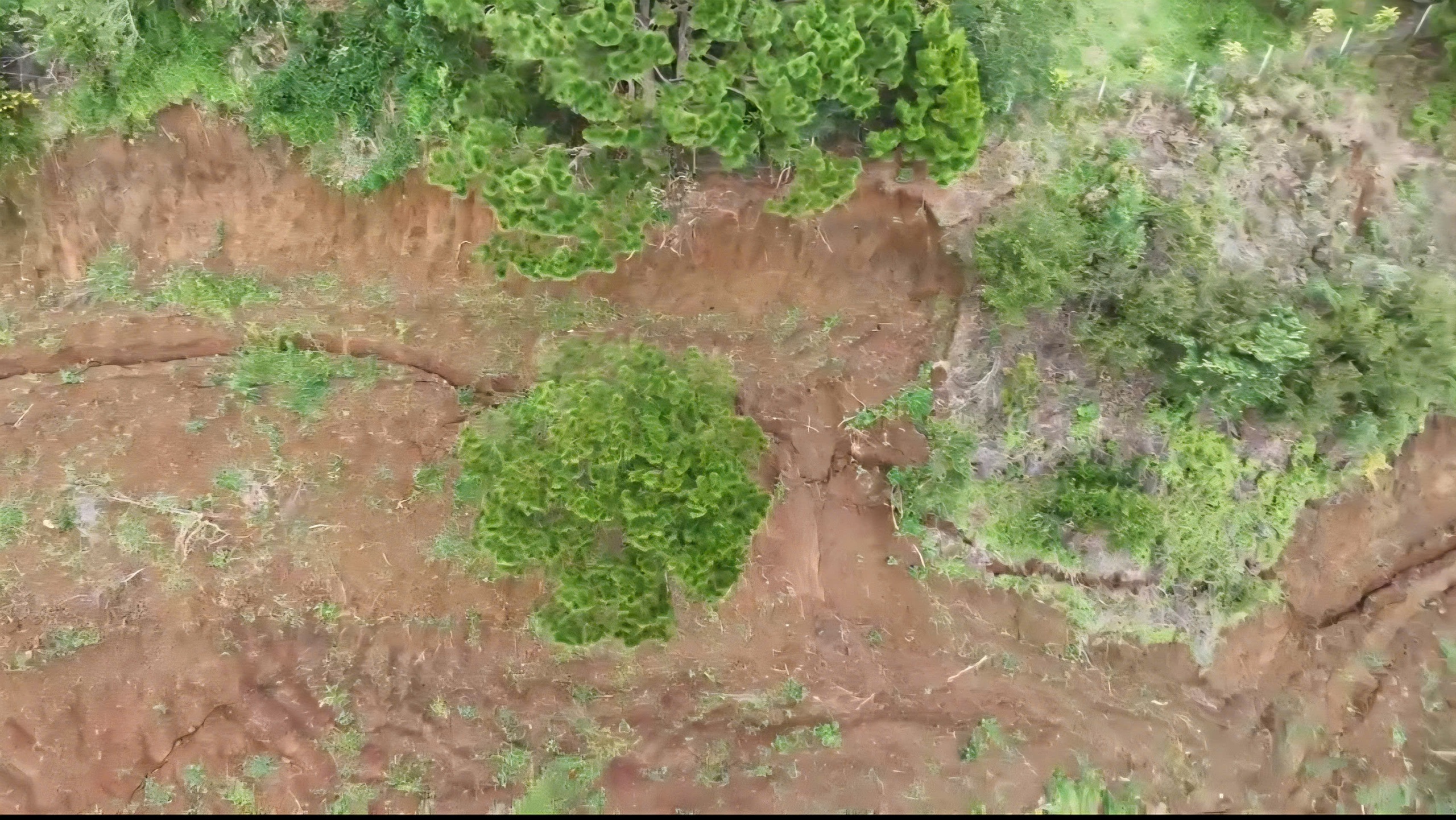 Di dời khẩn cấp cả khu dân cư do vết nứt dài trên đồi Ba Lá Xanh- Ảnh 1.