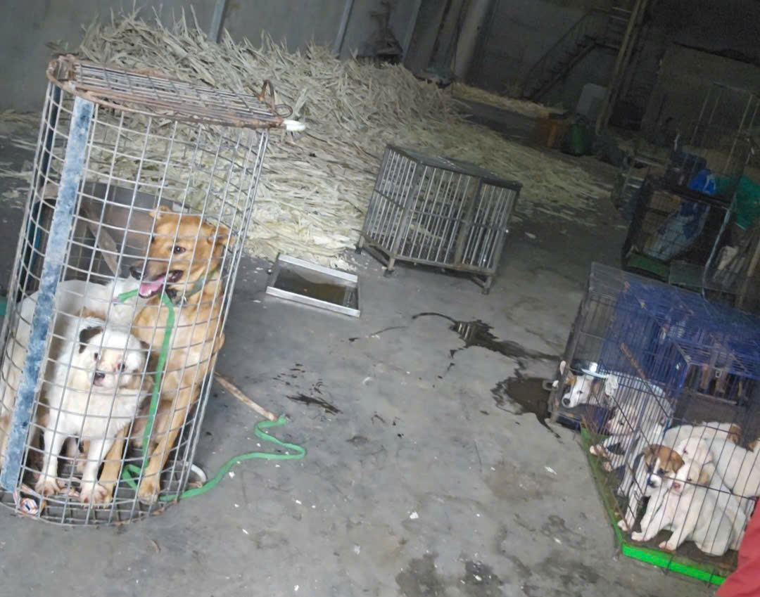 Nhức nhối trộm chó, mèo ở TP.HCM - Kỳ 2: Dùng AI tạo chó giả để lừa tiền chuộc- Ảnh 10. Nhức nhối trộm chó, mèo ở TP.HCM - Kỳ 2: Dùng AI tạo chó giả để lừa tiền chuộc- Ảnh 10.