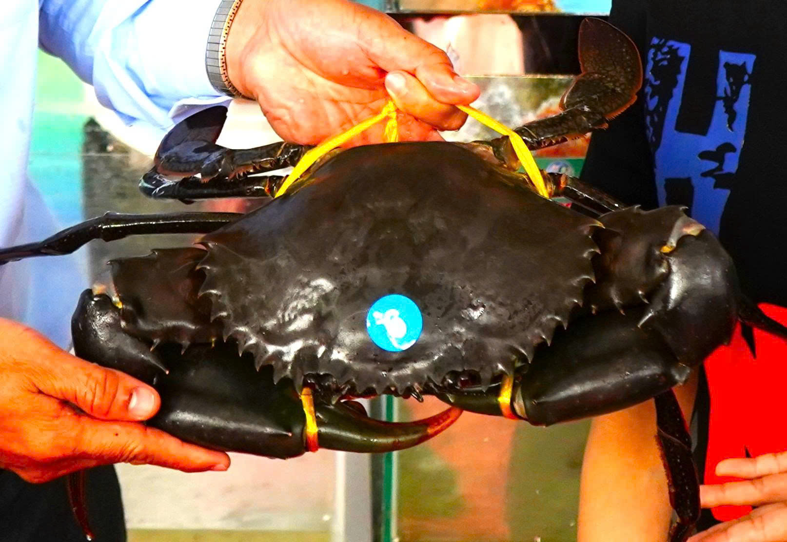 Loài cua bí ẩn trong rừng ngập mặn Cà Mau hai lần chiếm ngôi 'vua cua'- Ảnh 3.