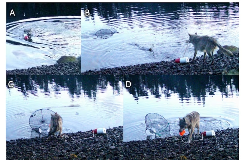 Sói lần đầu tiên sử dụng công cụ kiếm ăn? - Ảnh 1.