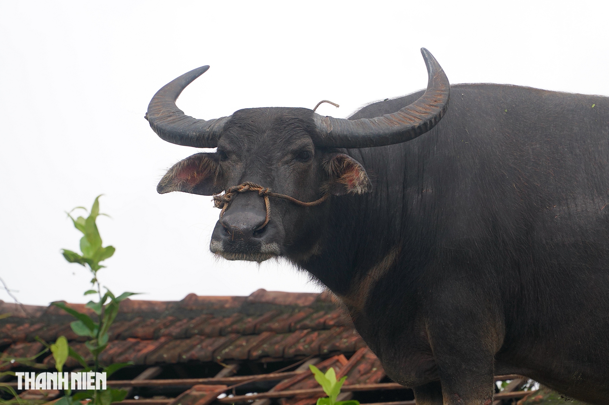 Trâu mắc kẹt trên mái nhà 5 ngày giữa rốn lũ hòa Thịnh , Đắk Lắk - Ảnh 10. Trâu mắc kẹt trên mái nhà 5 ngày giữa rốn lũ hòa Thịnh , Đắk Lắk - Ảnh 10.
