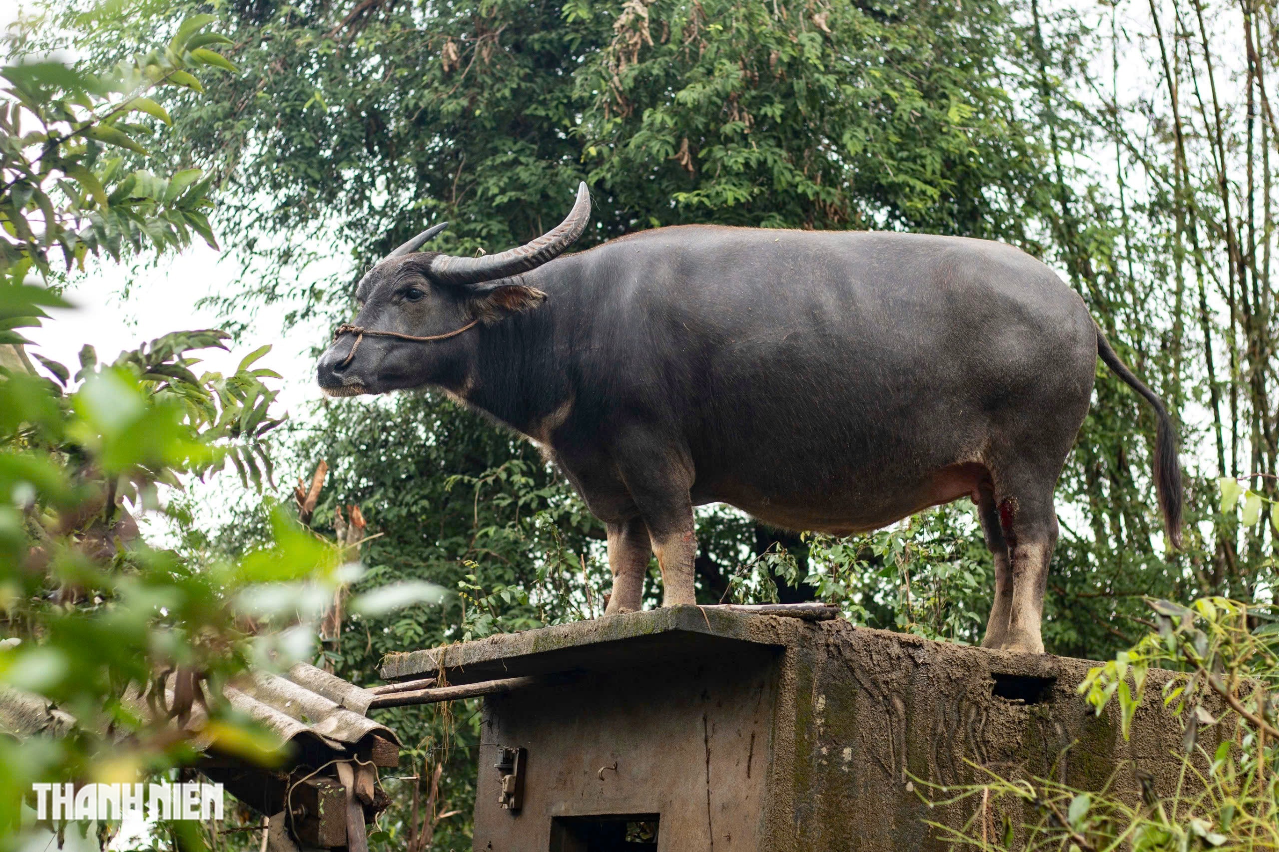 Trâu mắc kẹt trên mái nhà 5 ngày giữa rốn lũ hòa Thịnh , Đắk Lắk - Ảnh 3. Trâu mắc kẹt trên mái nhà 5 ngày giữa rốn lũ hòa Thịnh , Đắk Lắk - Ảnh 3.