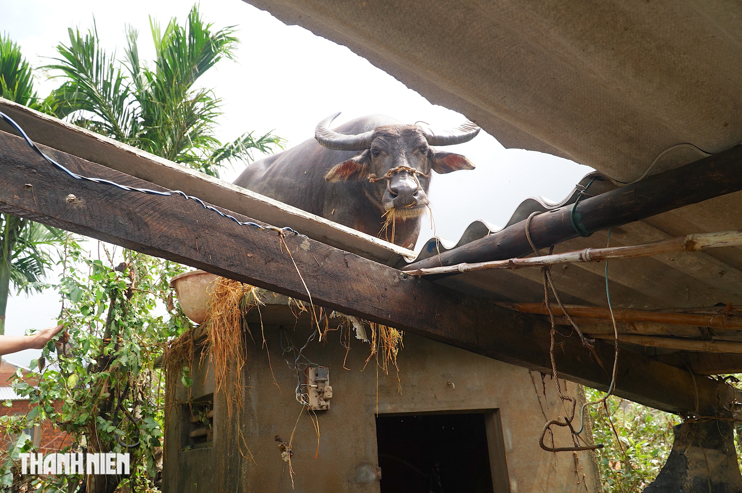 Trâu mắc kẹt trên mái nhà 5 ngày giữa rốn lũ hòa Thịnh , Đắk Lắk - Ảnh 14. Trâu mắc kẹt trên mái nhà 5 ngày giữa rốn lũ hòa Thịnh , Đắk Lắk - Ảnh 14.