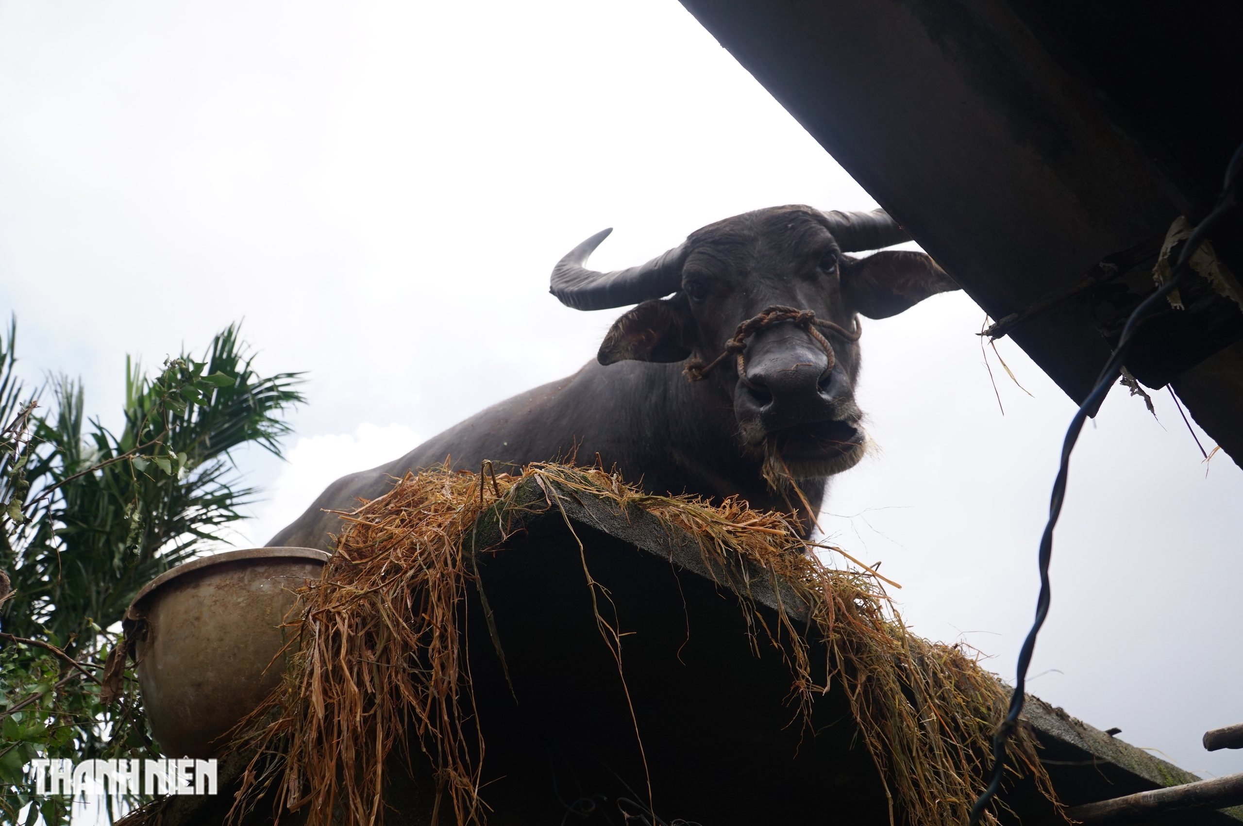 Trâu mắc kẹt trên mái nhà 5 ngày giữa rốn lũ hòa Thịnh , Đắk Lắk - Ảnh 13. Trâu mắc kẹt trên mái nhà 5 ngày giữa rốn lũ hòa Thịnh , Đắk Lắk - Ảnh 13.