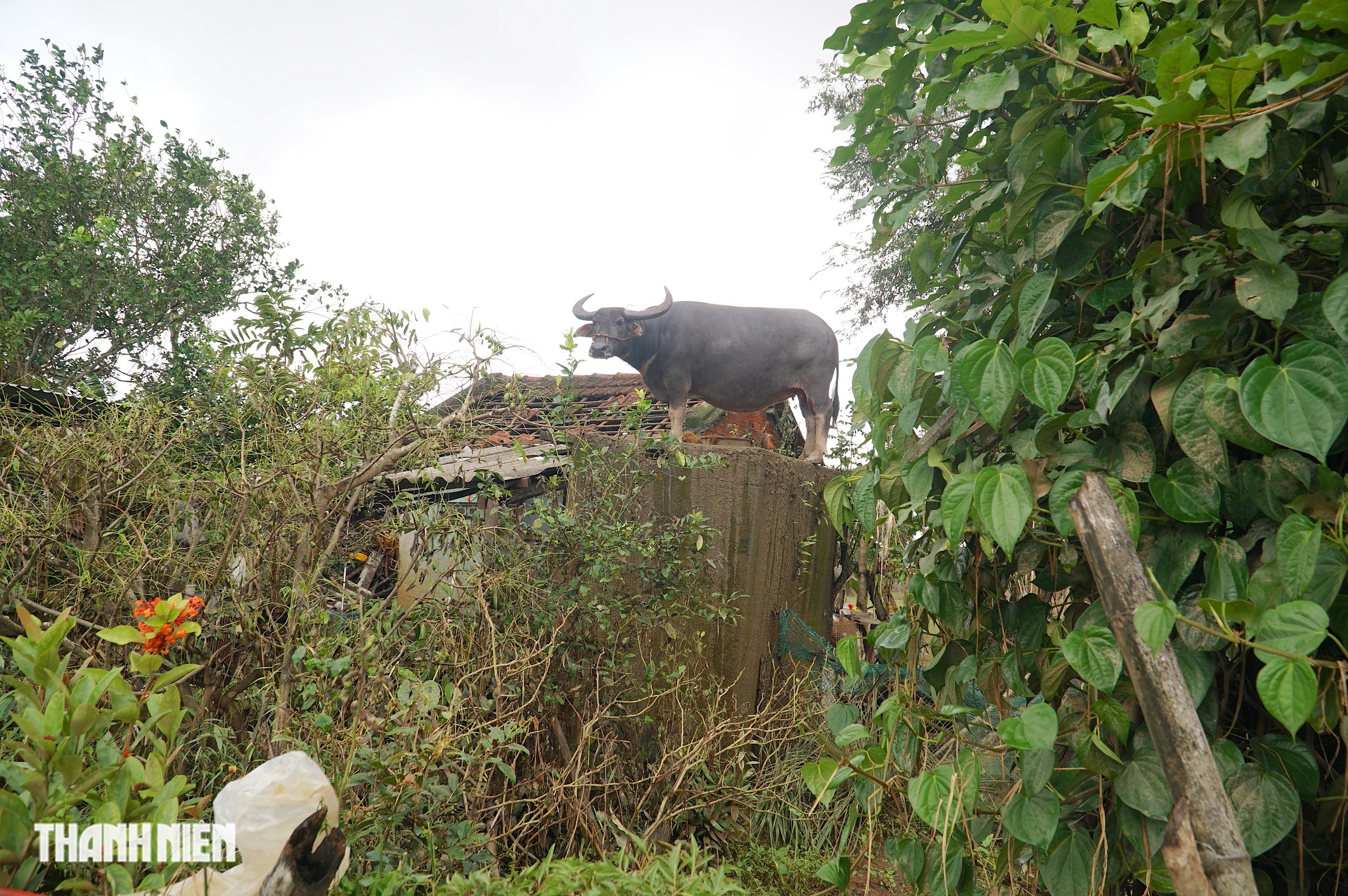 Trâu mắc kẹt trên mái nhà 5 ngày giữa rốn lũ hòa Thịnh , Đắk Lắk - Ảnh 1. Trâu mắc kẹt trên mái nhà 5 ngày giữa rốn lũ hòa Thịnh , Đắk Lắk - Ảnh 1.