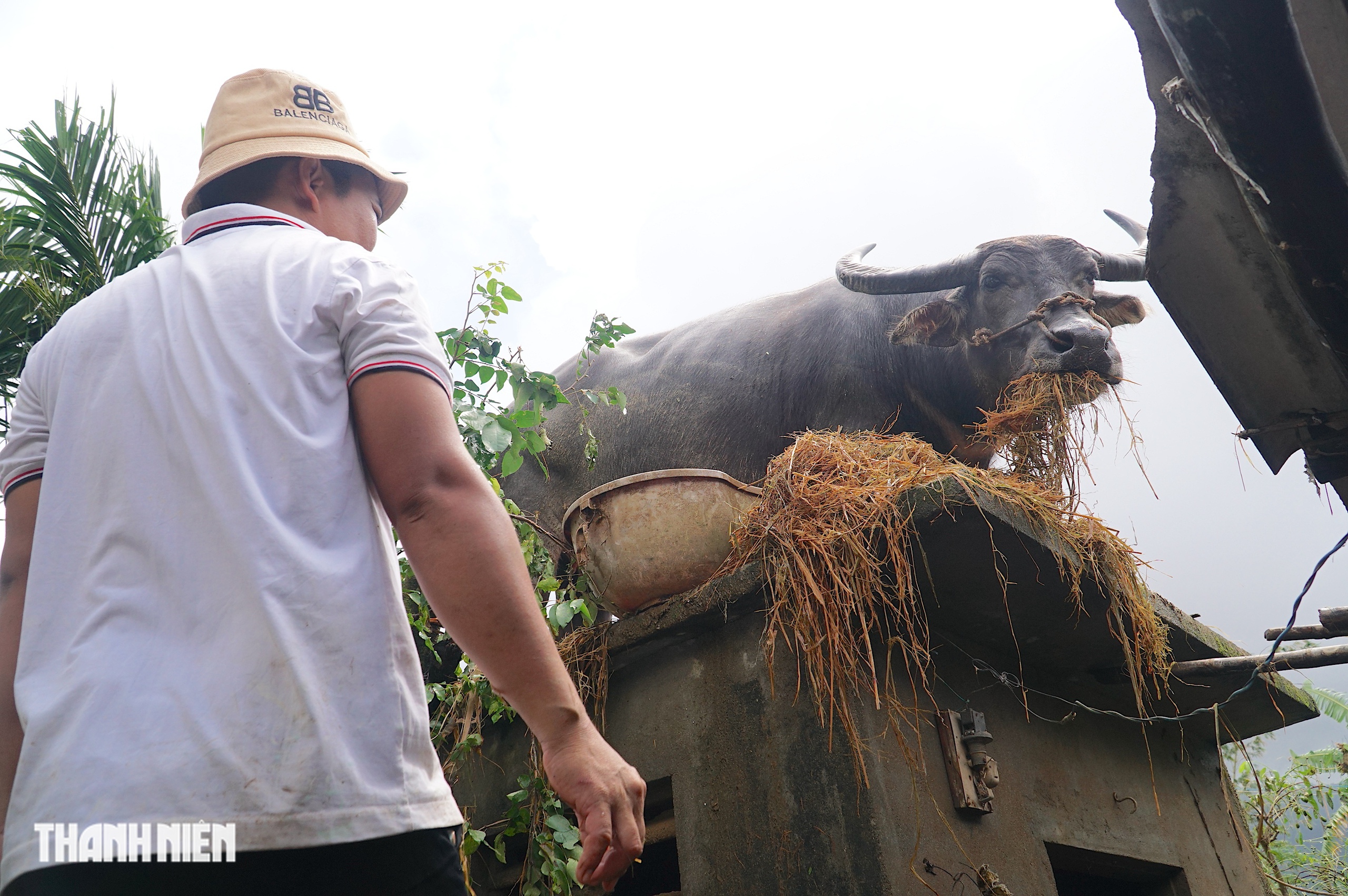Trâu mắc kẹt trên mái nhà 5 ngày giữa rốn lũ hòa Thịnh , Đắk Lắk - Ảnh 12. Trâu mắc kẹt trên mái nhà 5 ngày giữa rốn lũ hòa Thịnh , Đắk Lắk - Ảnh 12.