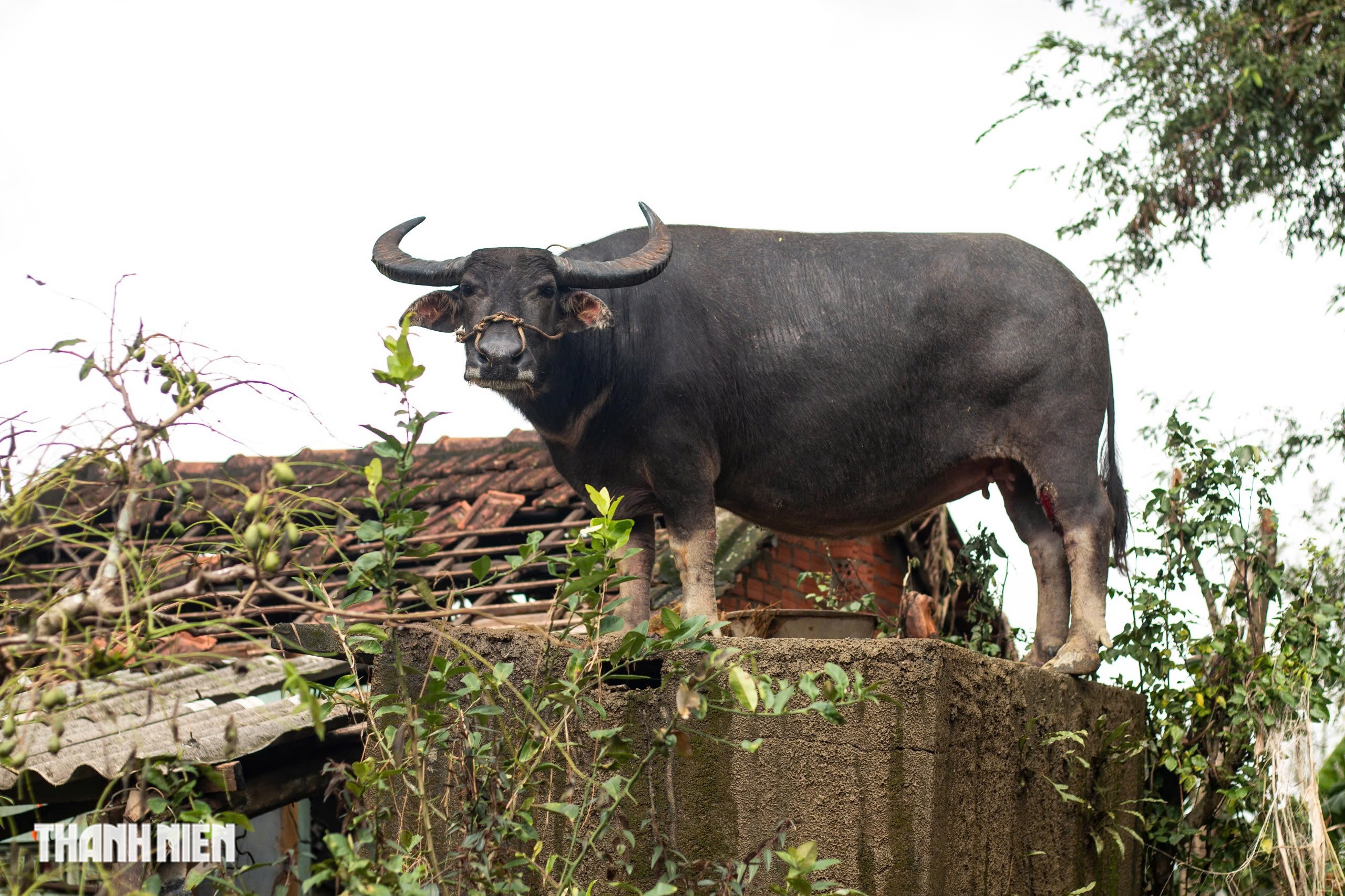 Trâu mắc kẹt trên mái nhà 5 ngày giữa rốn lũ hòa Thịnh , Đắk Lắk - Ảnh 2. Trâu mắc kẹt trên mái nhà 5 ngày giữa rốn lũ hòa Thịnh , Đắk Lắk - Ảnh 2.
