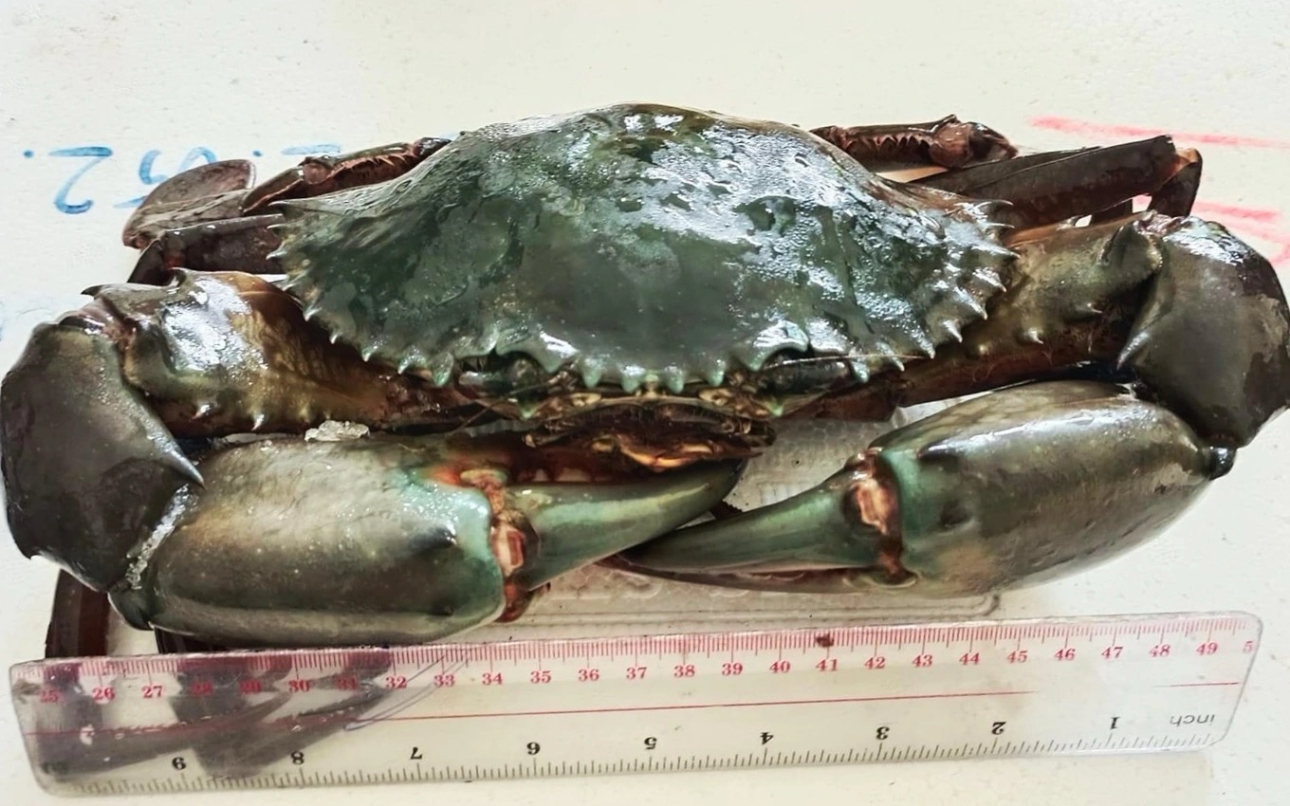 Loài cua bí ẩn trong rừng ngập mặn Cà Mau hai lần chiếm ngôi 'vua cua'- Ảnh 7.