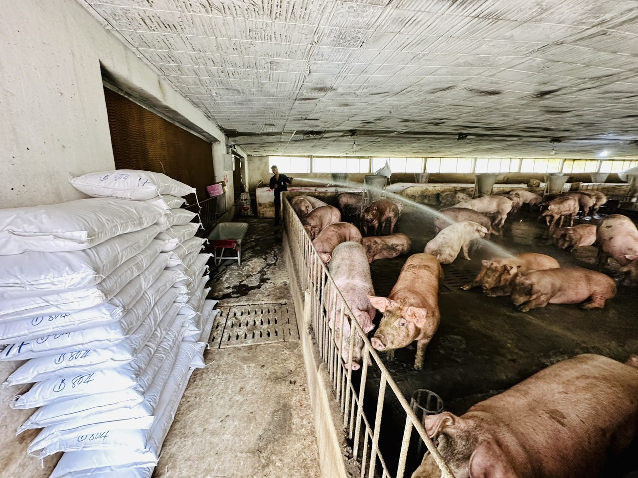 Chăn nuôi thiệt hại nặng do mưa lũ, tết này có thiếu thịt?- Ảnh 1. Chăn nuôi thiệt hại nặng do mưa lũ, tết này có thiếu thịt?- Ảnh 1.