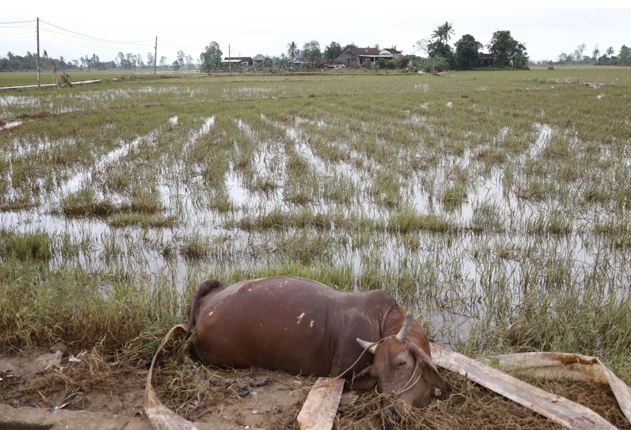 Chăn nuôi thiệt hại nặng do mưa lũ, tết này có thiếu thịt?- Ảnh 2. Chăn nuôi thiệt hại nặng do mưa lũ, tết này có thiếu thịt?- Ảnh 2.