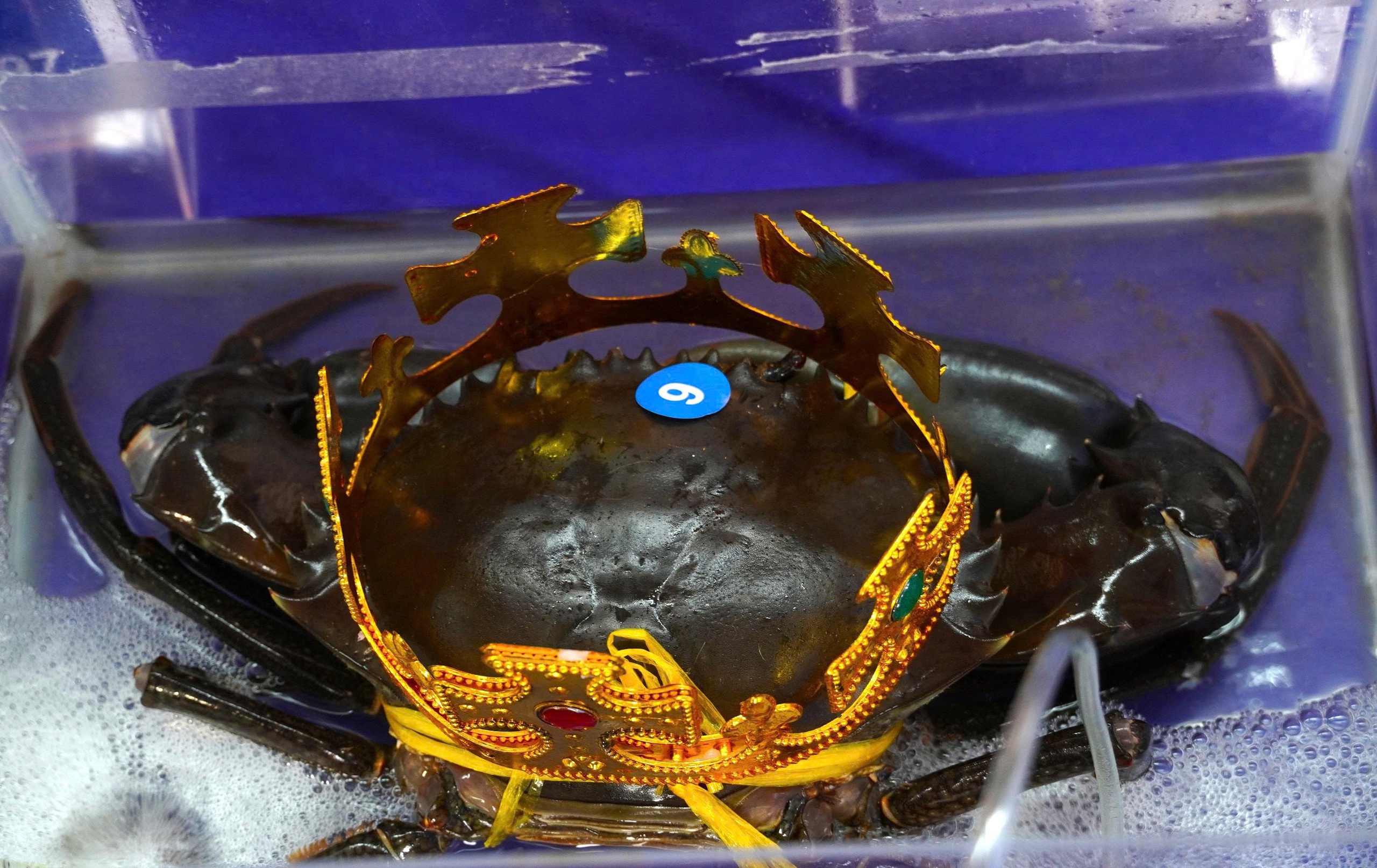 Loài cua bí ẩn trong rừng ngập mặn Cà Mau hai lần chiếm ngôi 'vua cua'- Ảnh 1.