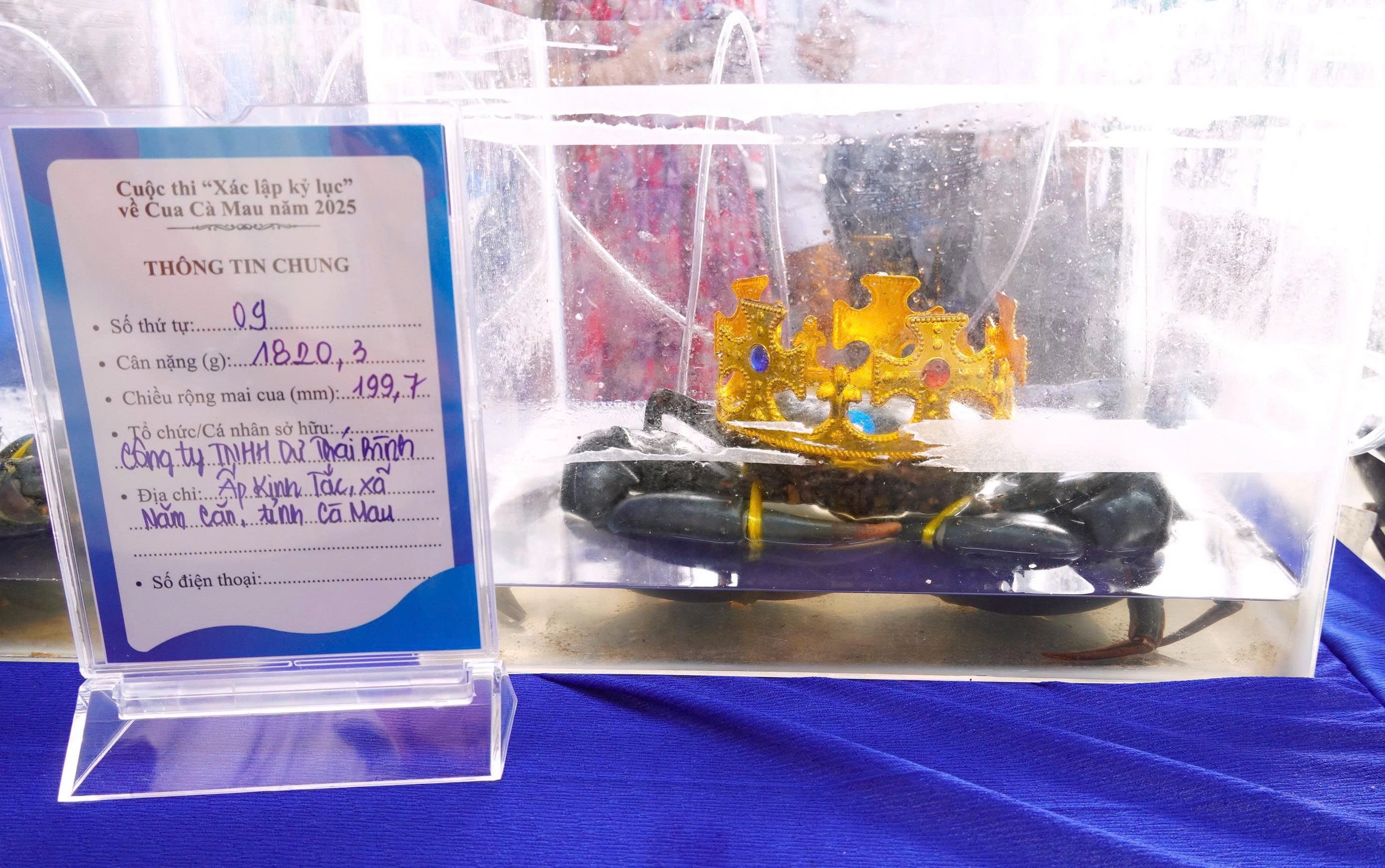 Loài cua bí ẩn trong rừng ngập mặn Cà Mau hai lần chiếm ngôi 'vua cua'- Ảnh 2.