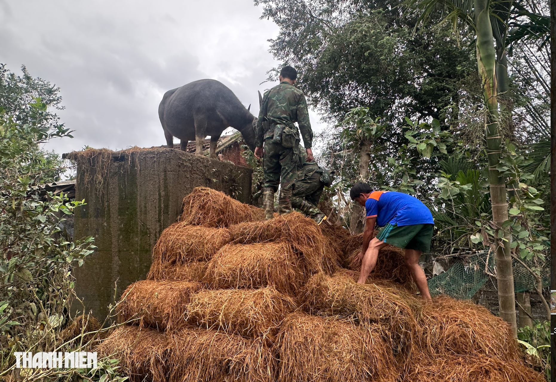 Con trâu đứng trên mái nhà ở rốn lũ: Được bộ đội giải cứu, đoàn tụ với chủ- Ảnh 2.