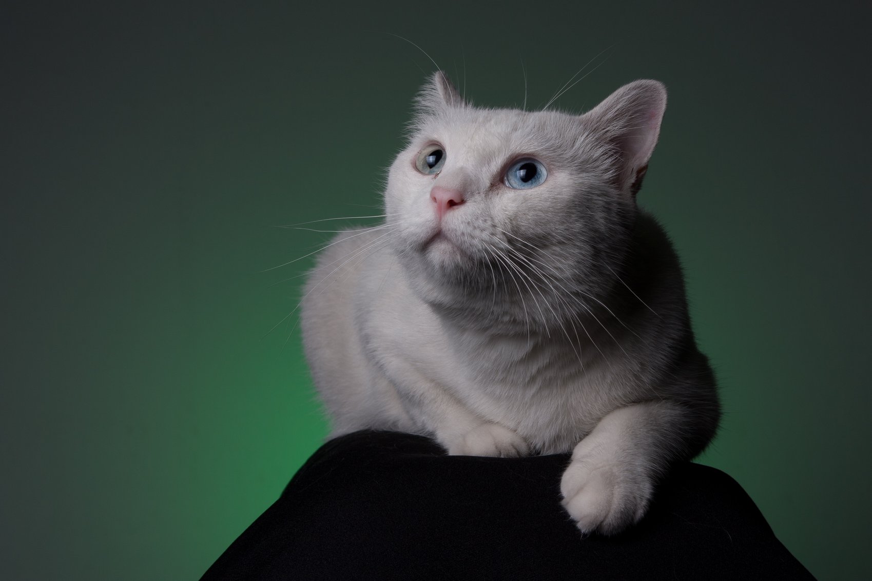 - Ảnh 1. - Ảnh 1.