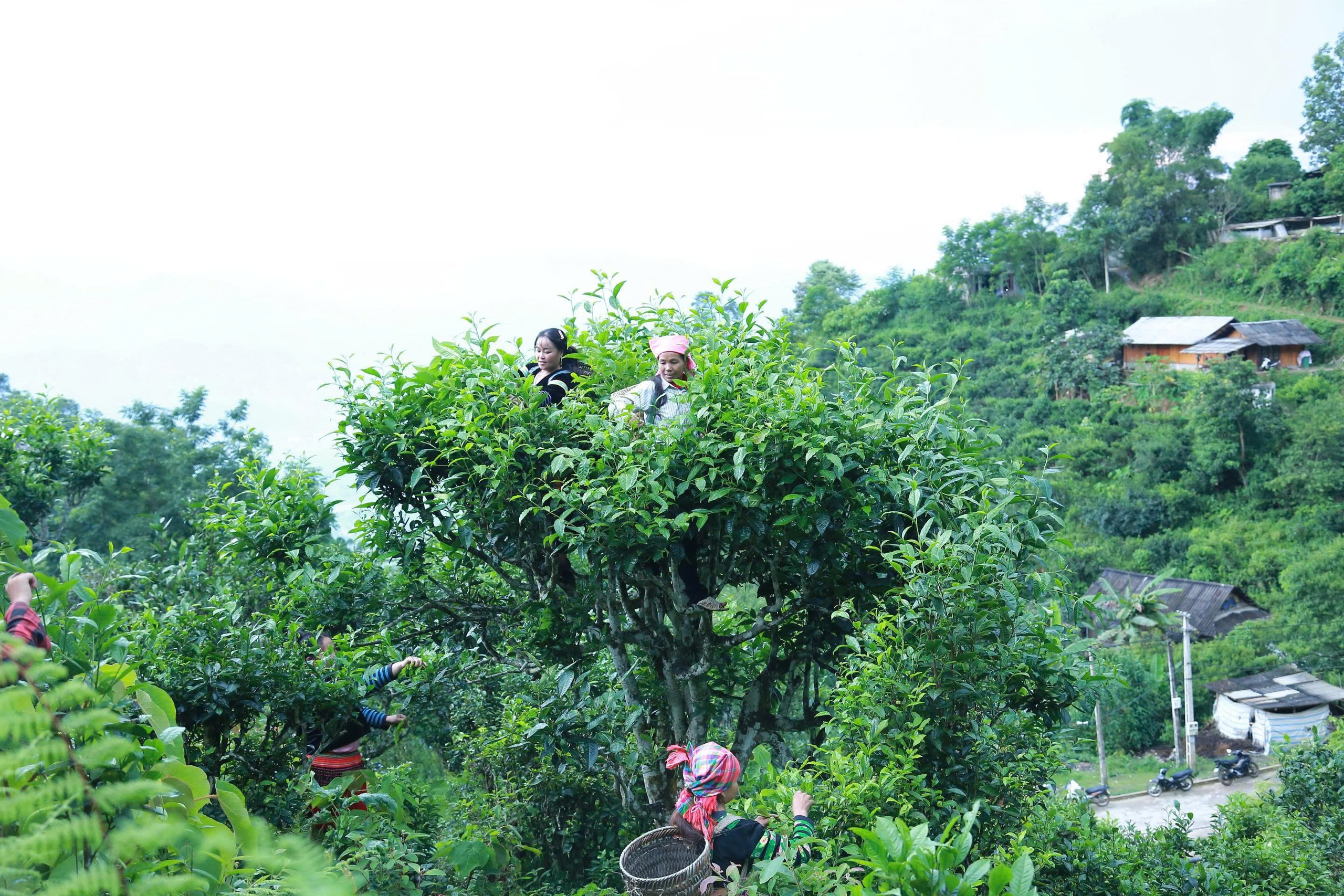 Đánh thức Phình Hồ - Ảnh 1.