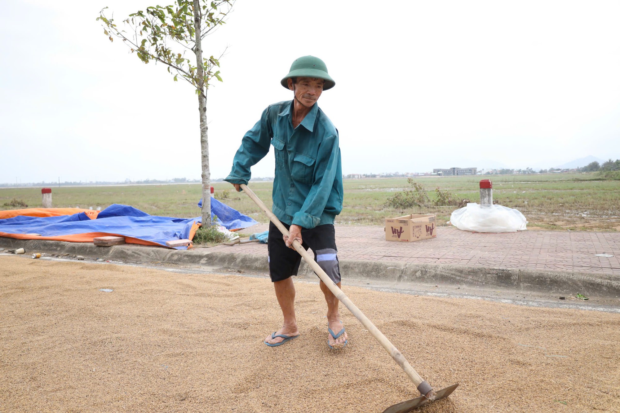 Trắng tay sau lũ , cha bán rẻ lúa ẩm để mua sữa cho con nhỏ - Ảnh 3.