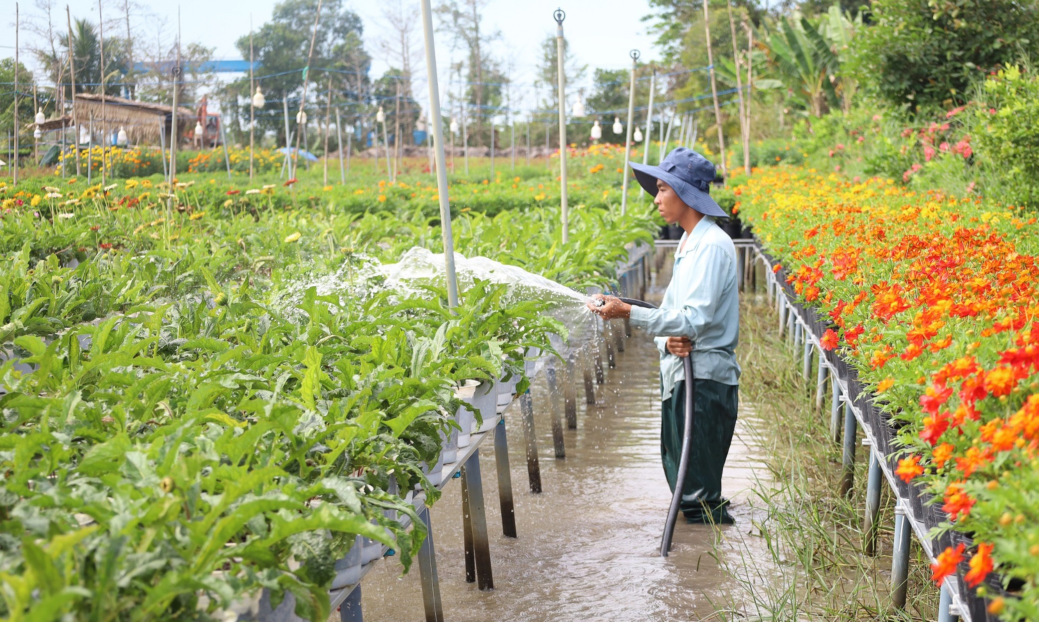 Về Đồng Tháp, nhớ làng hoa Sa Đéc và làng cổ Đồng Hòa Hiệp - Ảnh 2.
