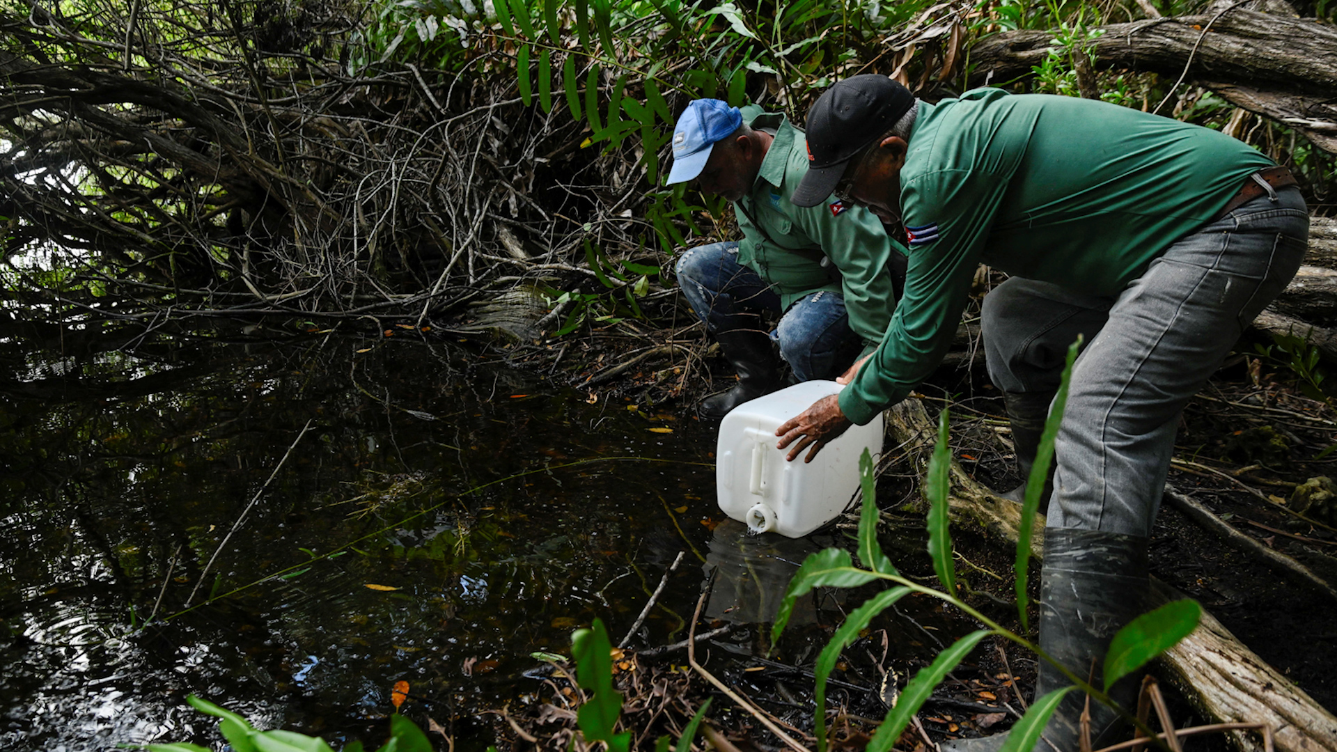 C&aacute;c nh&agrave; khoa học đang nỗ lực cứu lo&agrave;i c&aacute; cổ xưa khỏi nguy cơ tuyệt chủng - Ảnh 1.