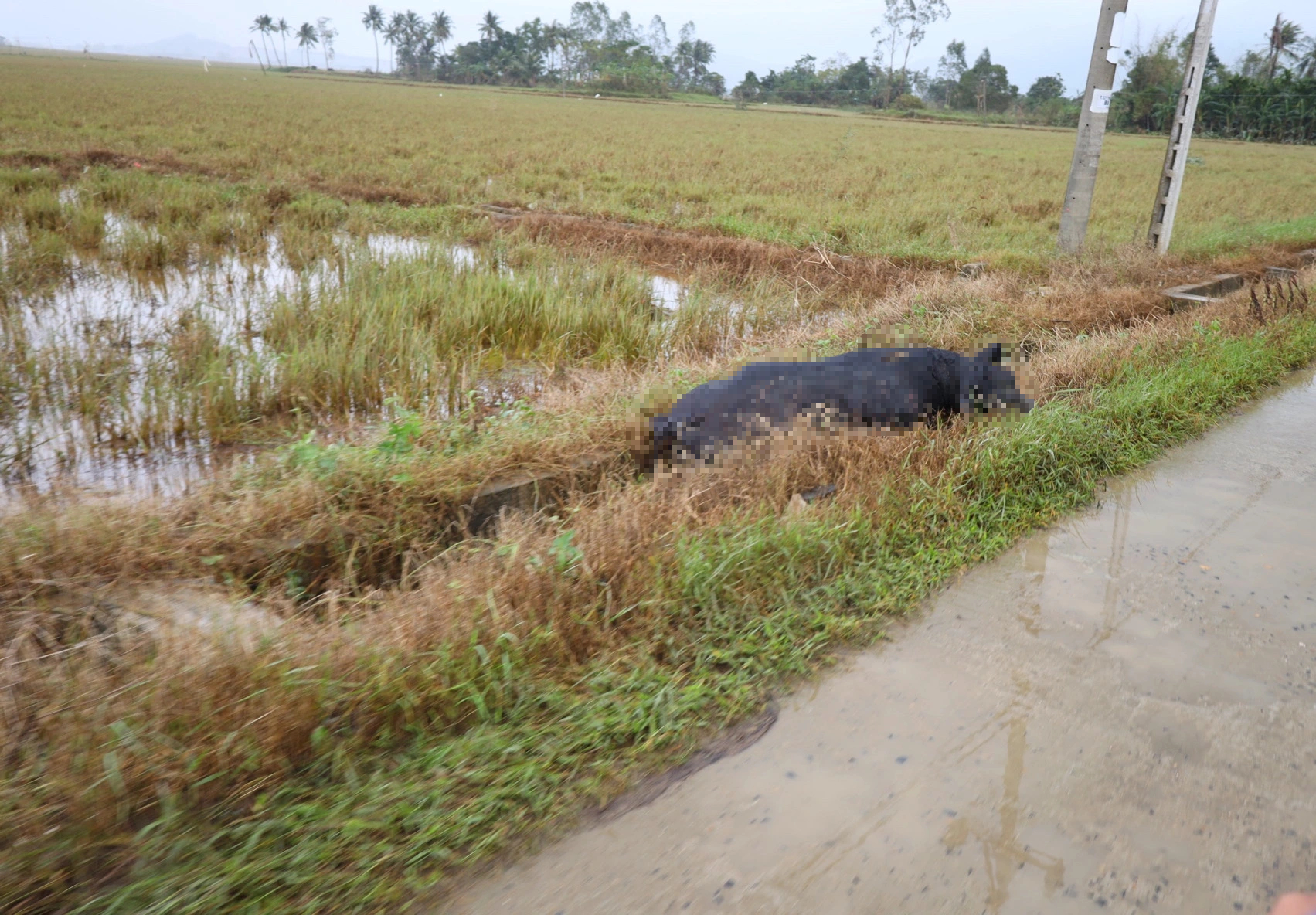 Cả cánh đồng bốc mùi sau lũ dữ: Người Hòa Thịnh lo nguồn nước ô nhiễm - Ảnh 3.