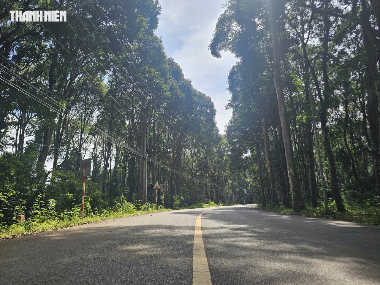 TP.HCM: Xã Xuân Sơn có khu rừng phòng hộ, quanh năm mát lạnh như Đà Lạt   - Ảnh 2.