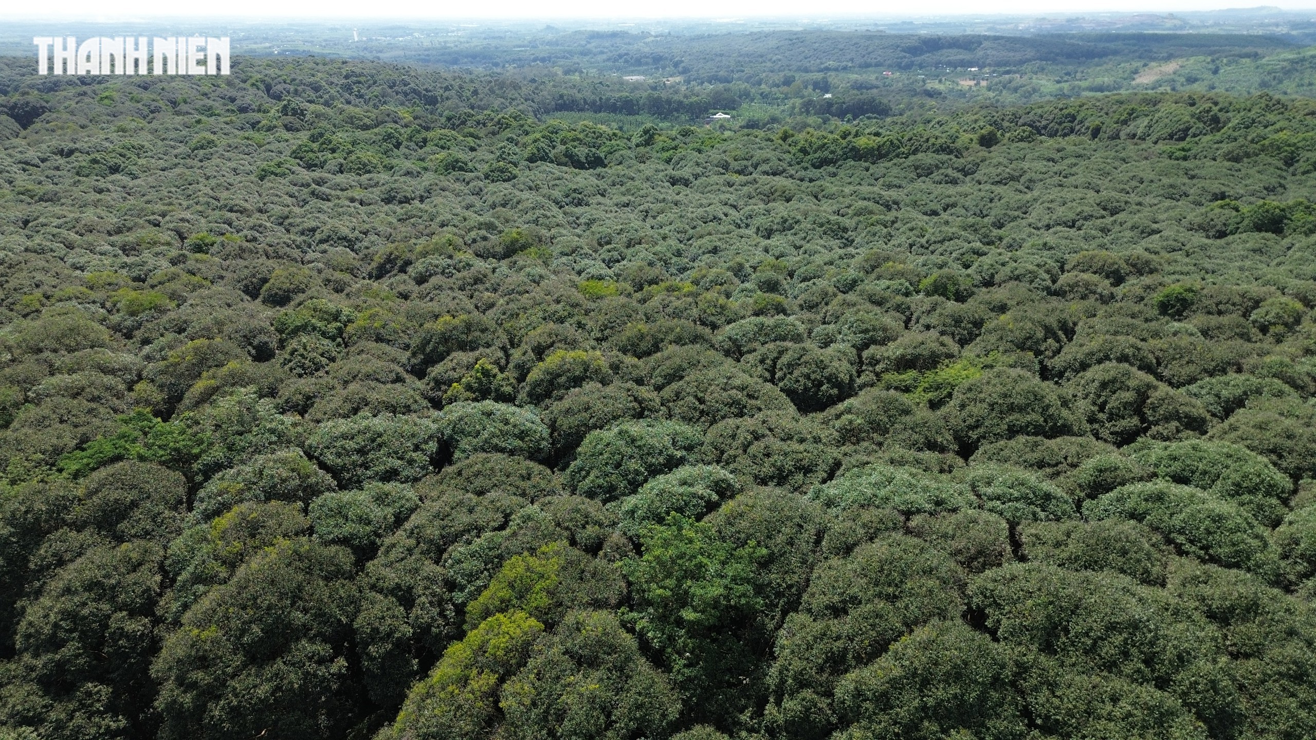 TP.HCM: Xã Xuân Sơn có khu rừng phòng hộ, quanh năm mát lạnh như Đà Lạt   - Ảnh 14.