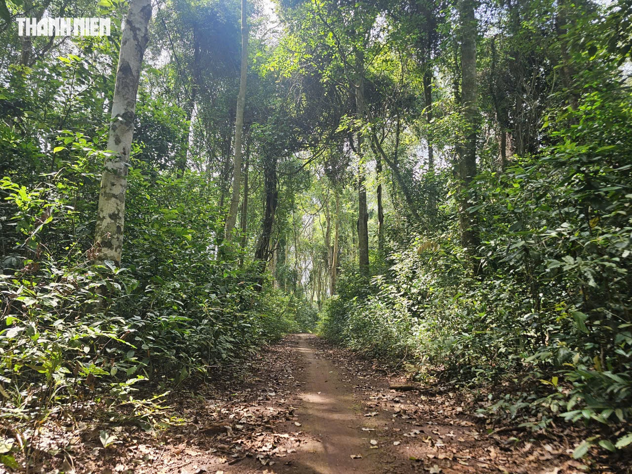 TP.HCM: Xã Xuân Sơn có khu rừng phòng hộ, quanh năm mát lạnh như Đà Lạt   - Ảnh 10.