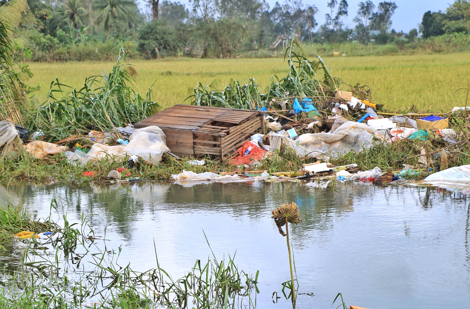 Cả cánh đồng bốc mùi sau lũ dữ: Người Hòa Thịnh lo nguồn nước ô nhiễm - Ảnh 2.