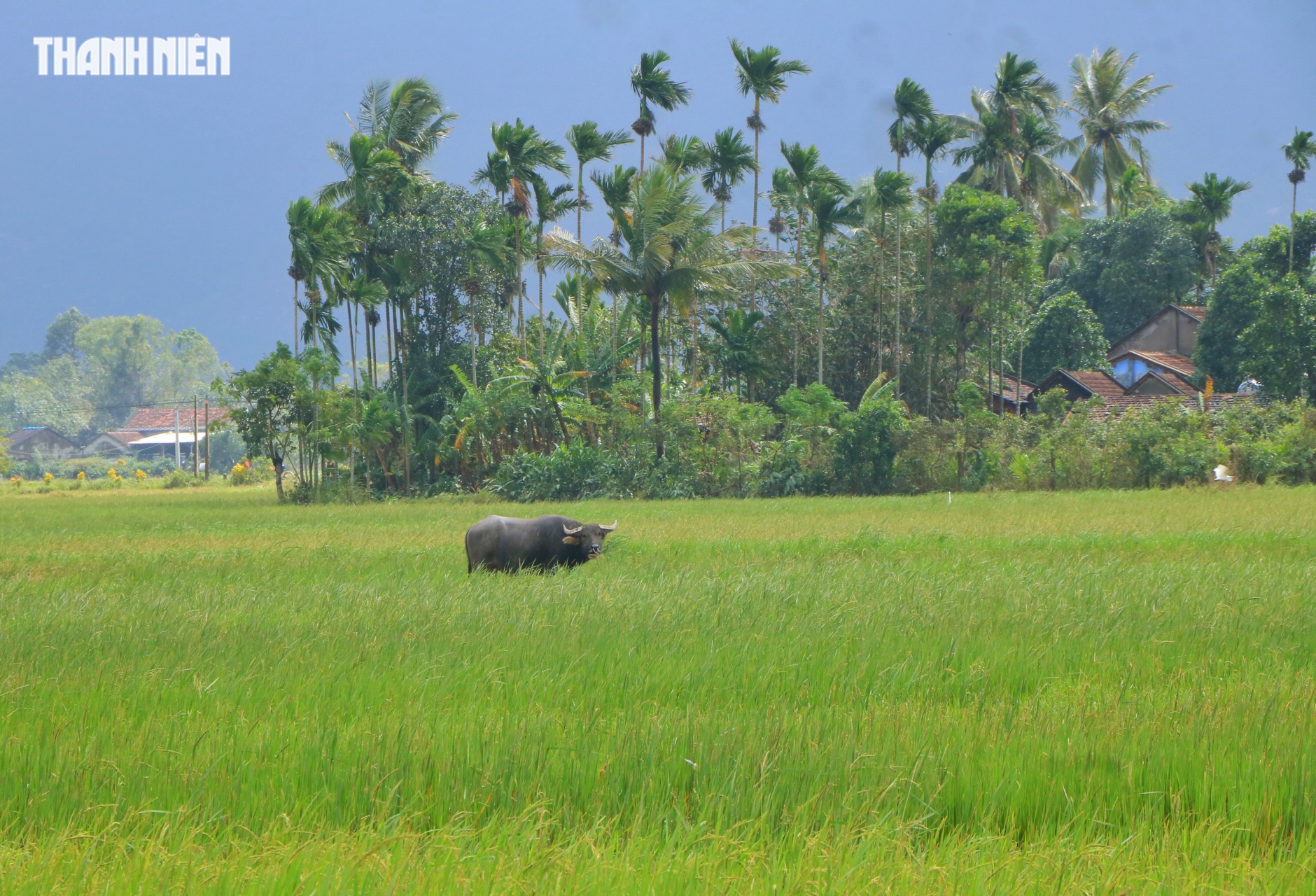 Phú Yên cũ trong cùng một khung cảnh: Ngày lũ và ngày nắng lên - Ảnh 1.