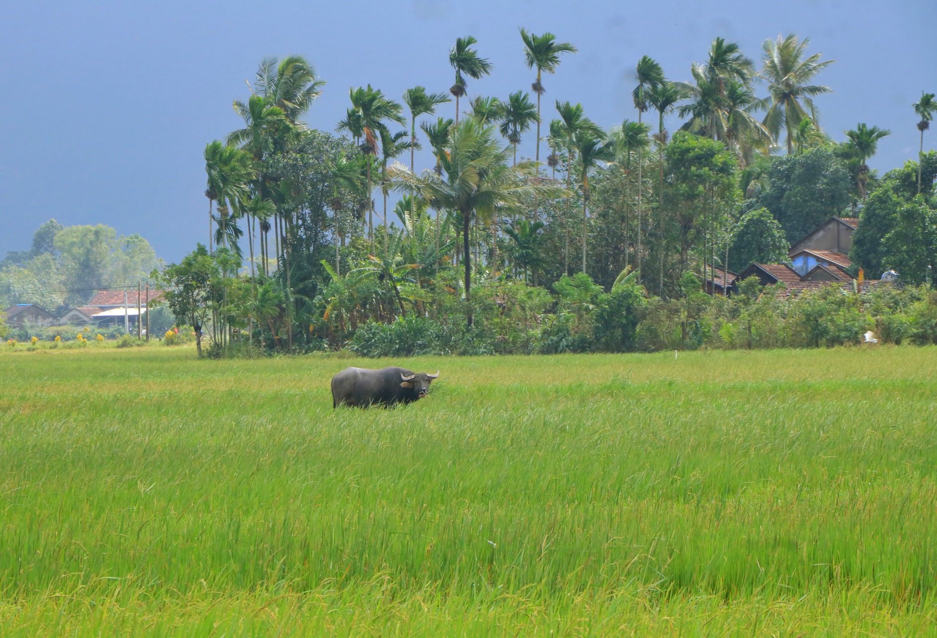Phú Yên cũ trong cùng một khung cảnh: Ngày lũ và ngày nắng lên - Ảnh 1.