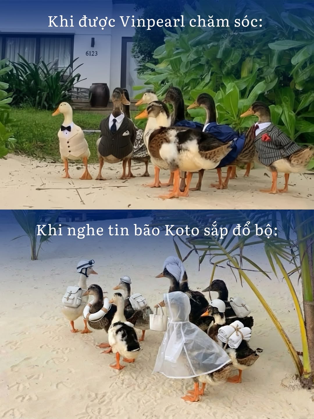 Đàn vịt trôi trên biển trong cơn lũ: Được khám sức khỏe, đi trú bão Koto  - Ảnh 2.