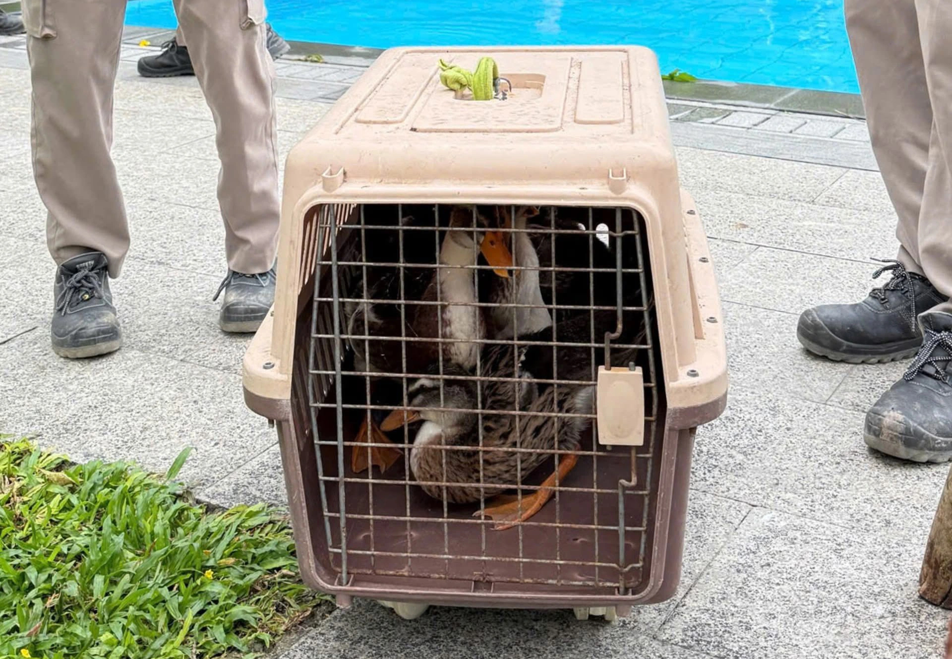 Đàn vịt trôi trên biển trong cơn lũ: Được khám sức khỏe, đi trú bão Koto  - Ảnh 4.